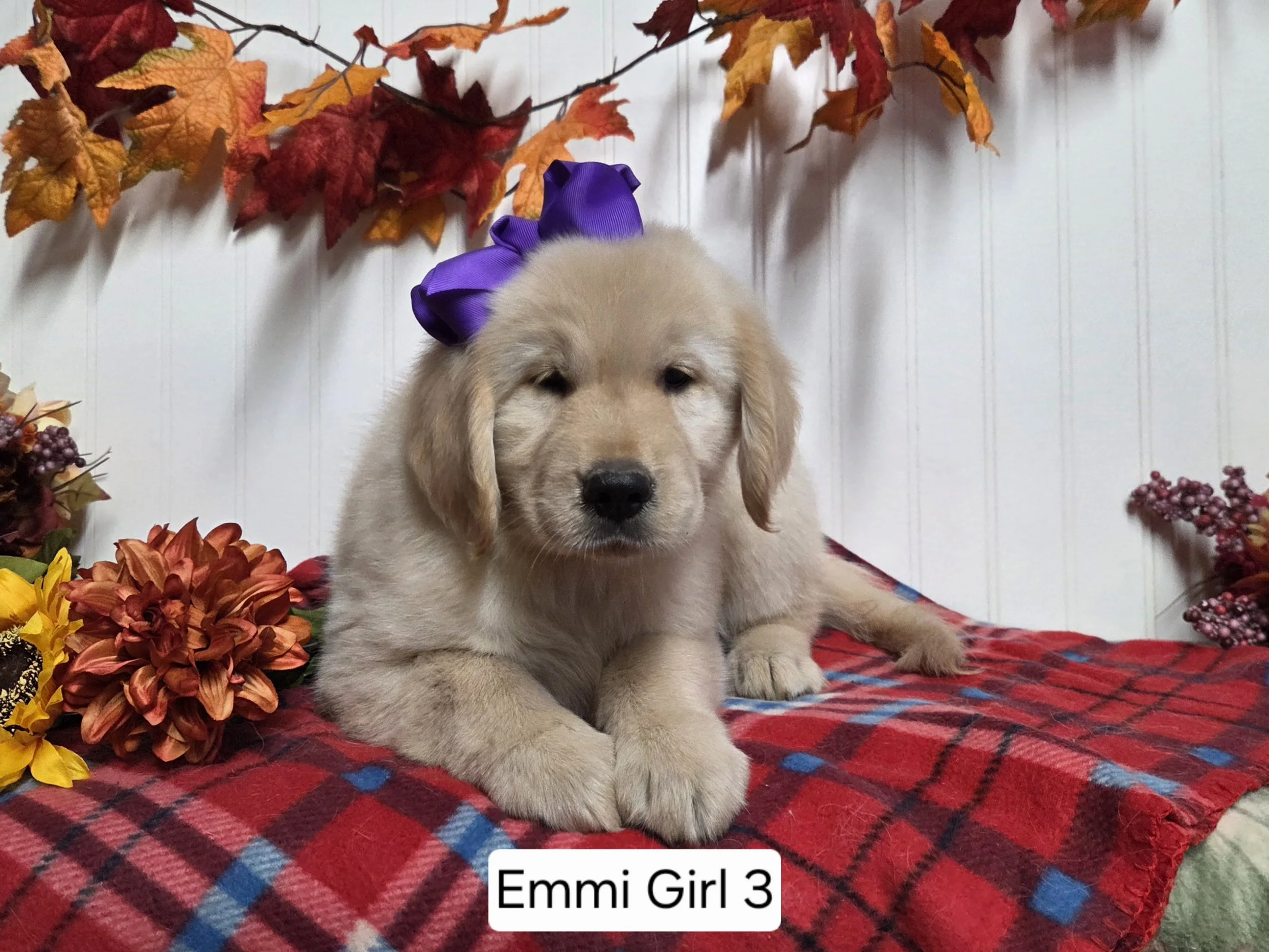emmi girl 3b.jpg