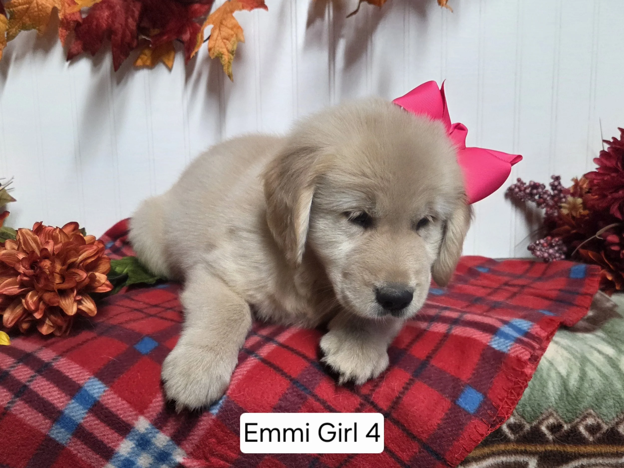 emmi girl 4b.jpg