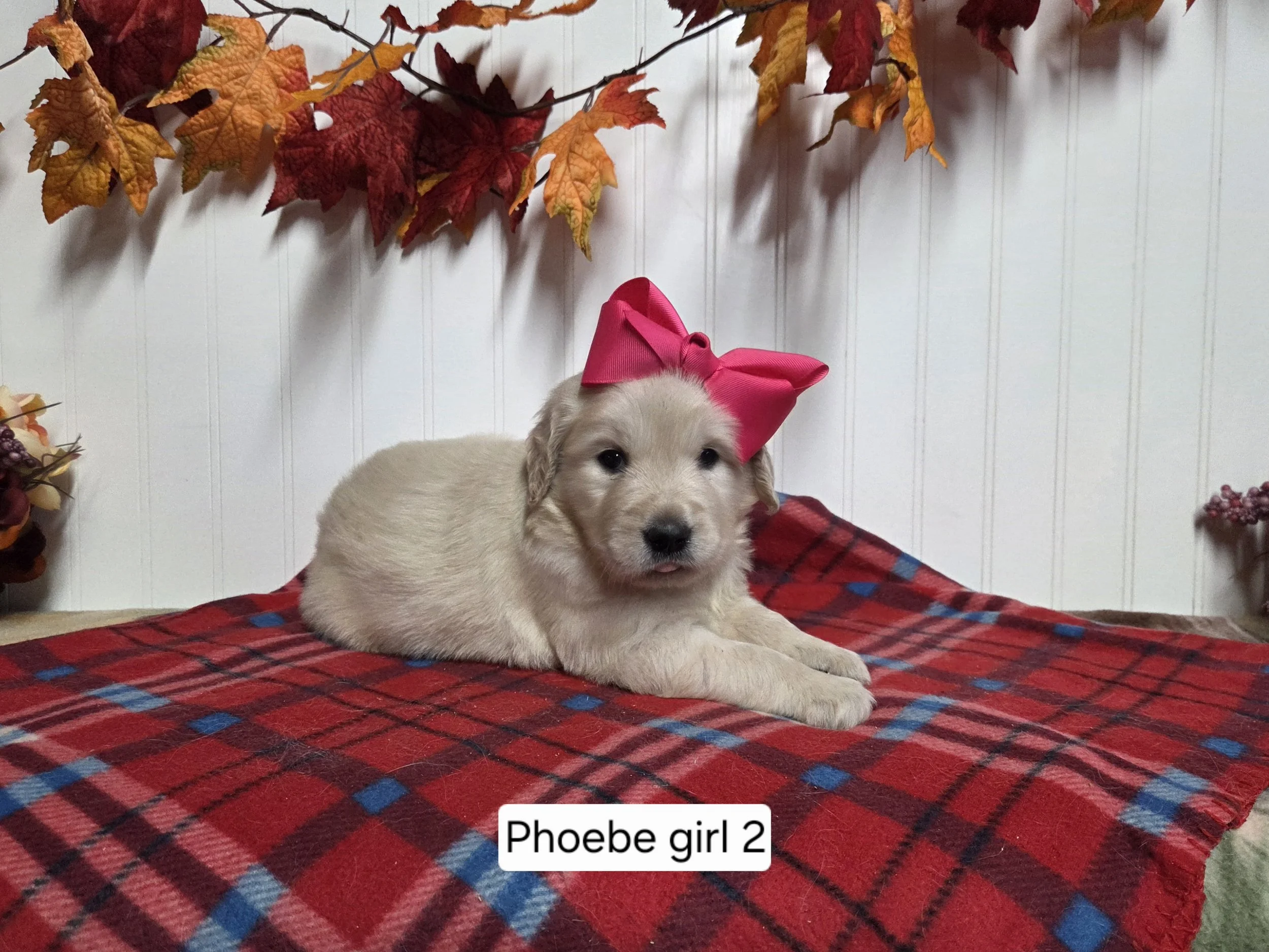 pho girl 2.jpg