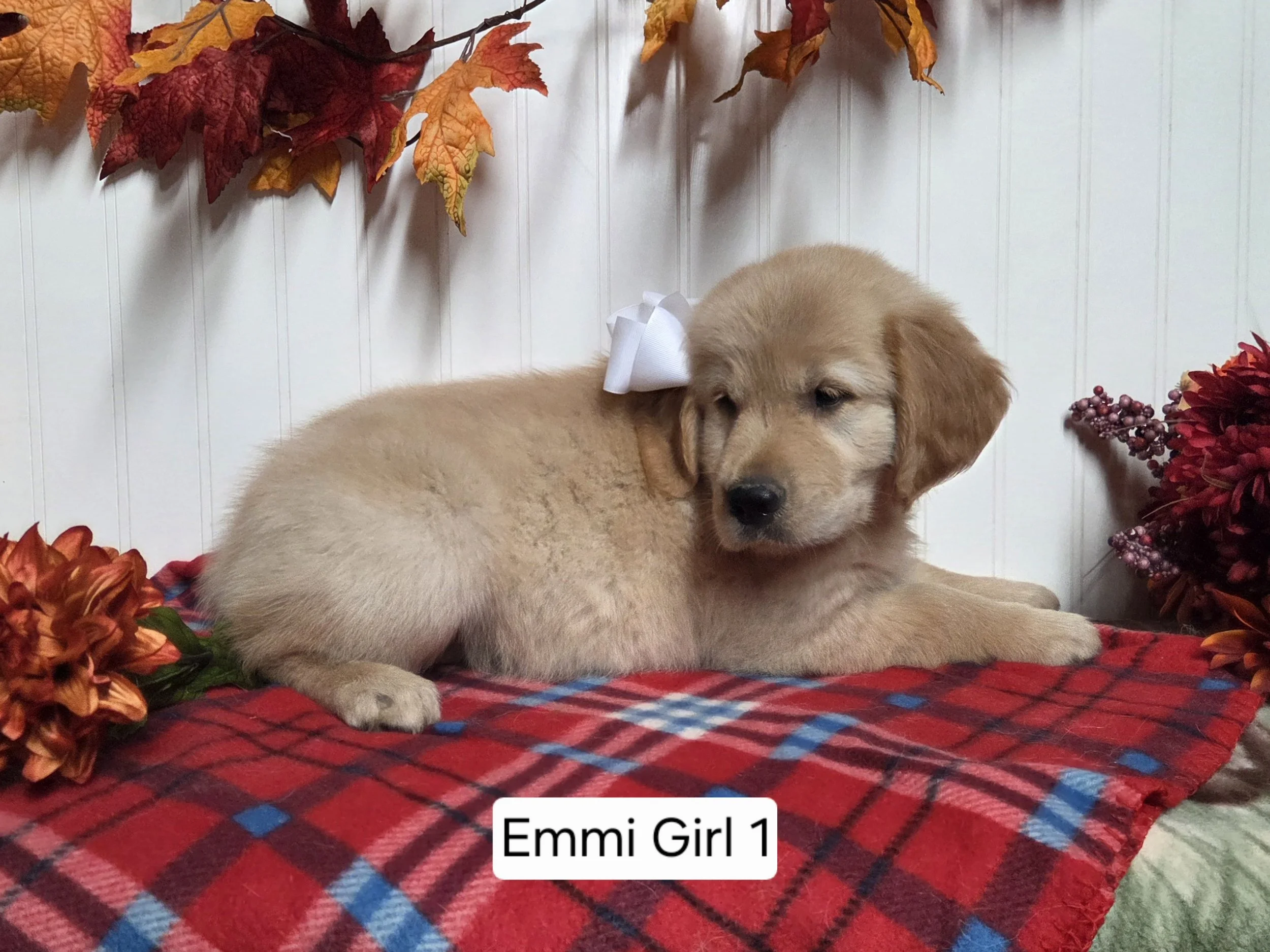 emmi girl 1.jpg