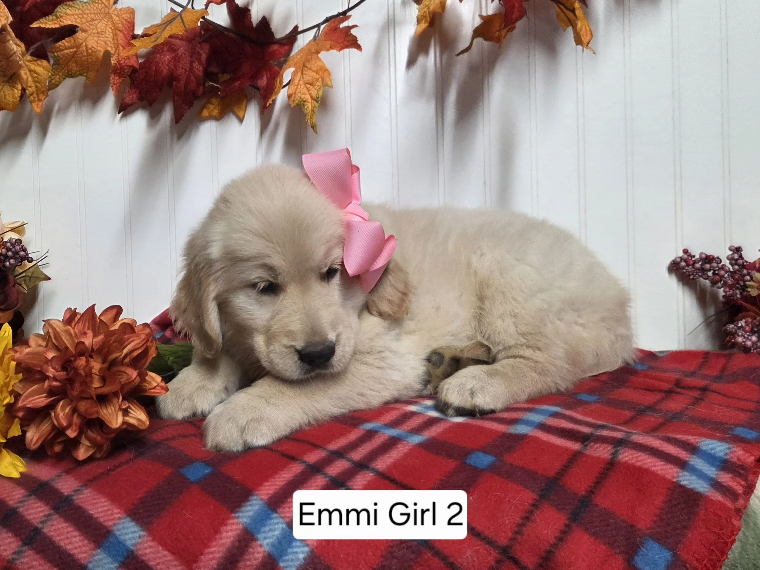 emmi girl 2b.jpg