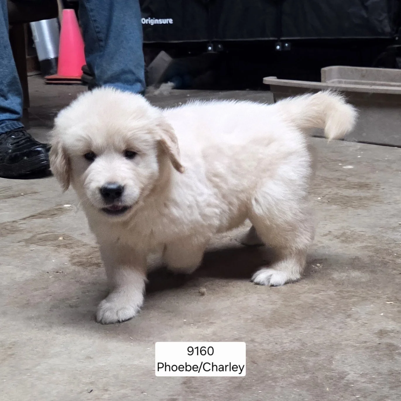 Phoebe biy 1.jpg