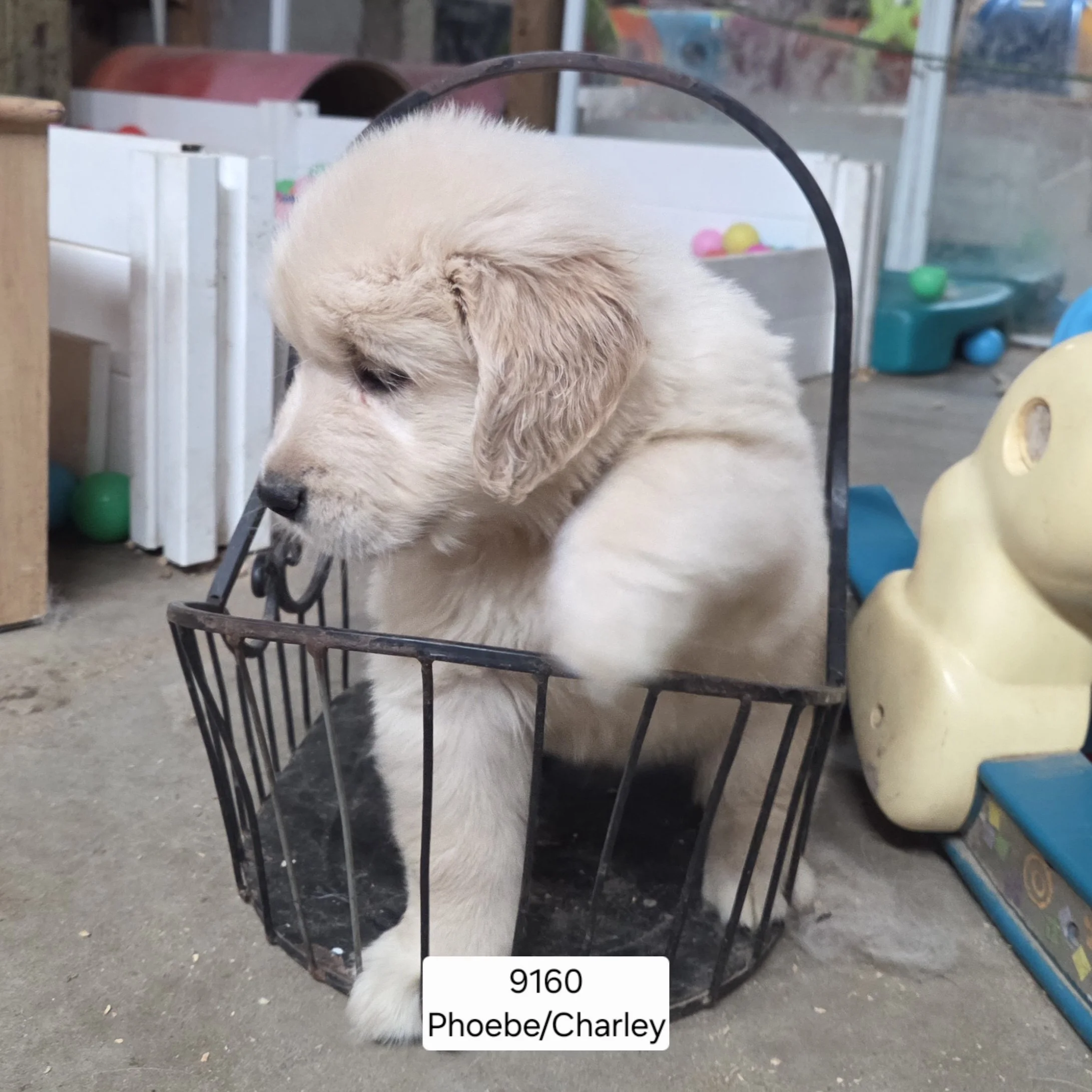 Phoebe boy 1.jpg