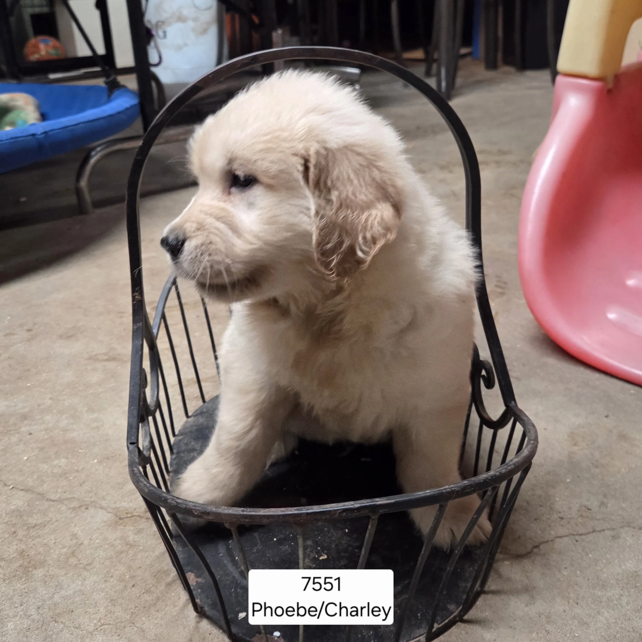 Phoebe boy 2.jpg
