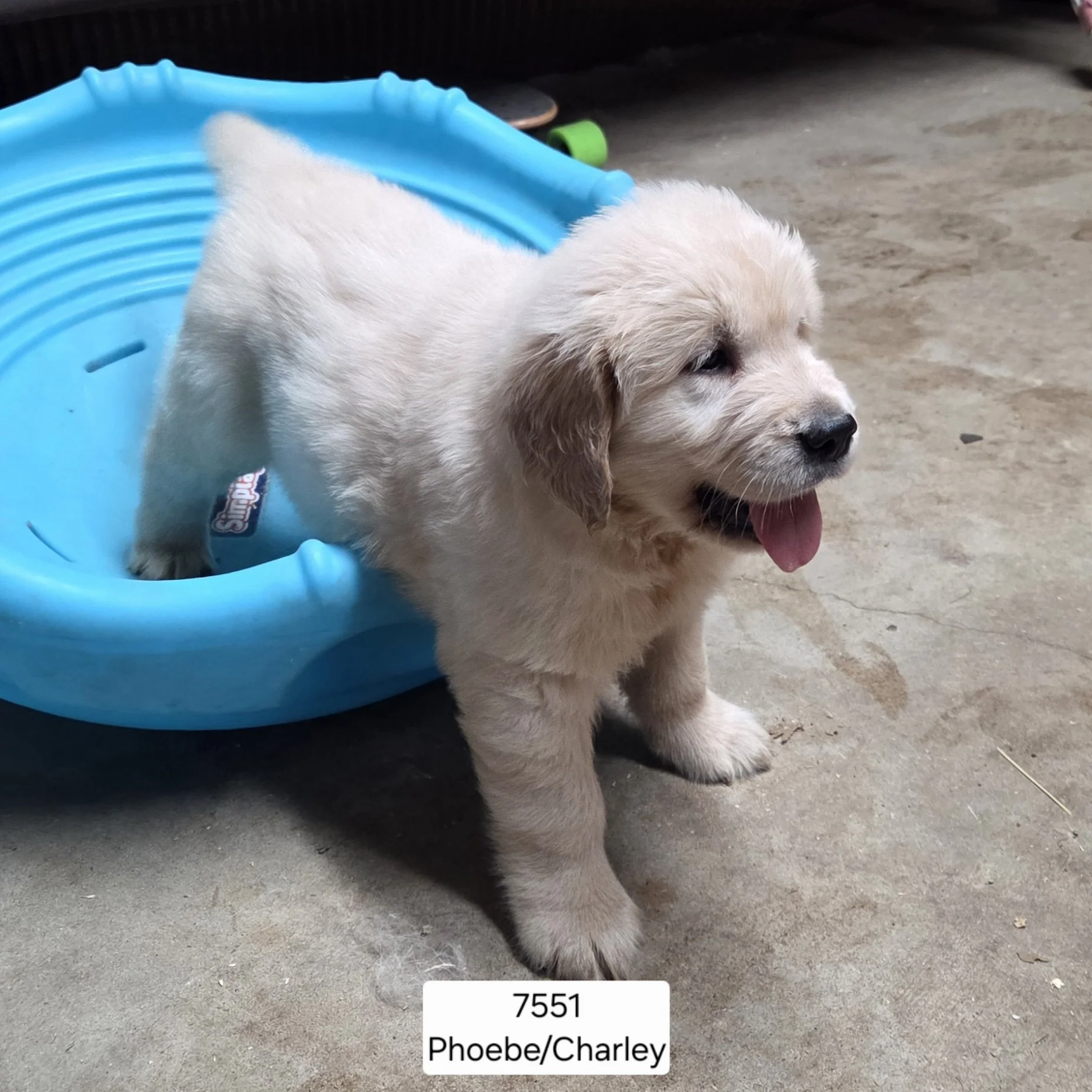 Phoebe boy 2a.jpg