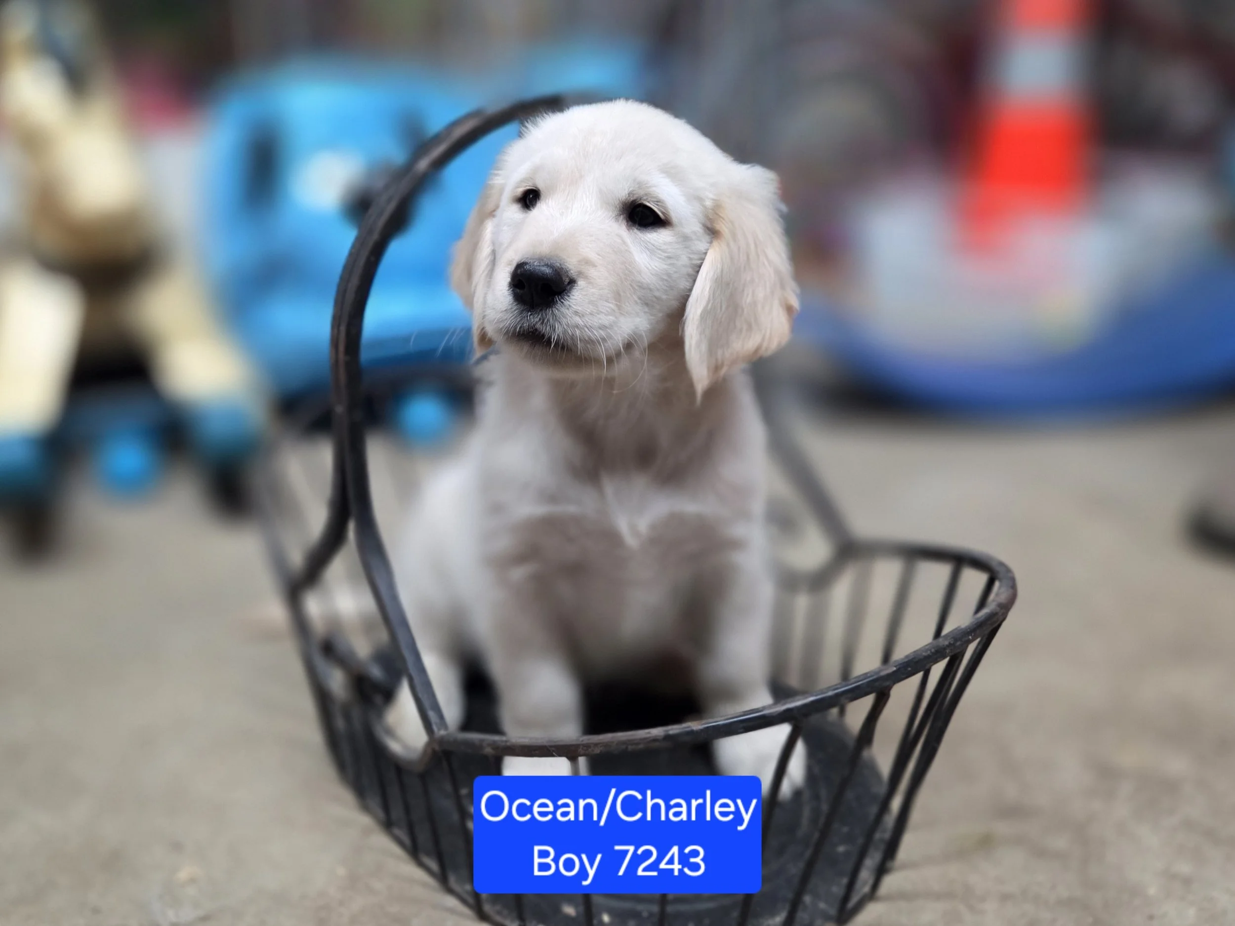 boy 7243.jpg