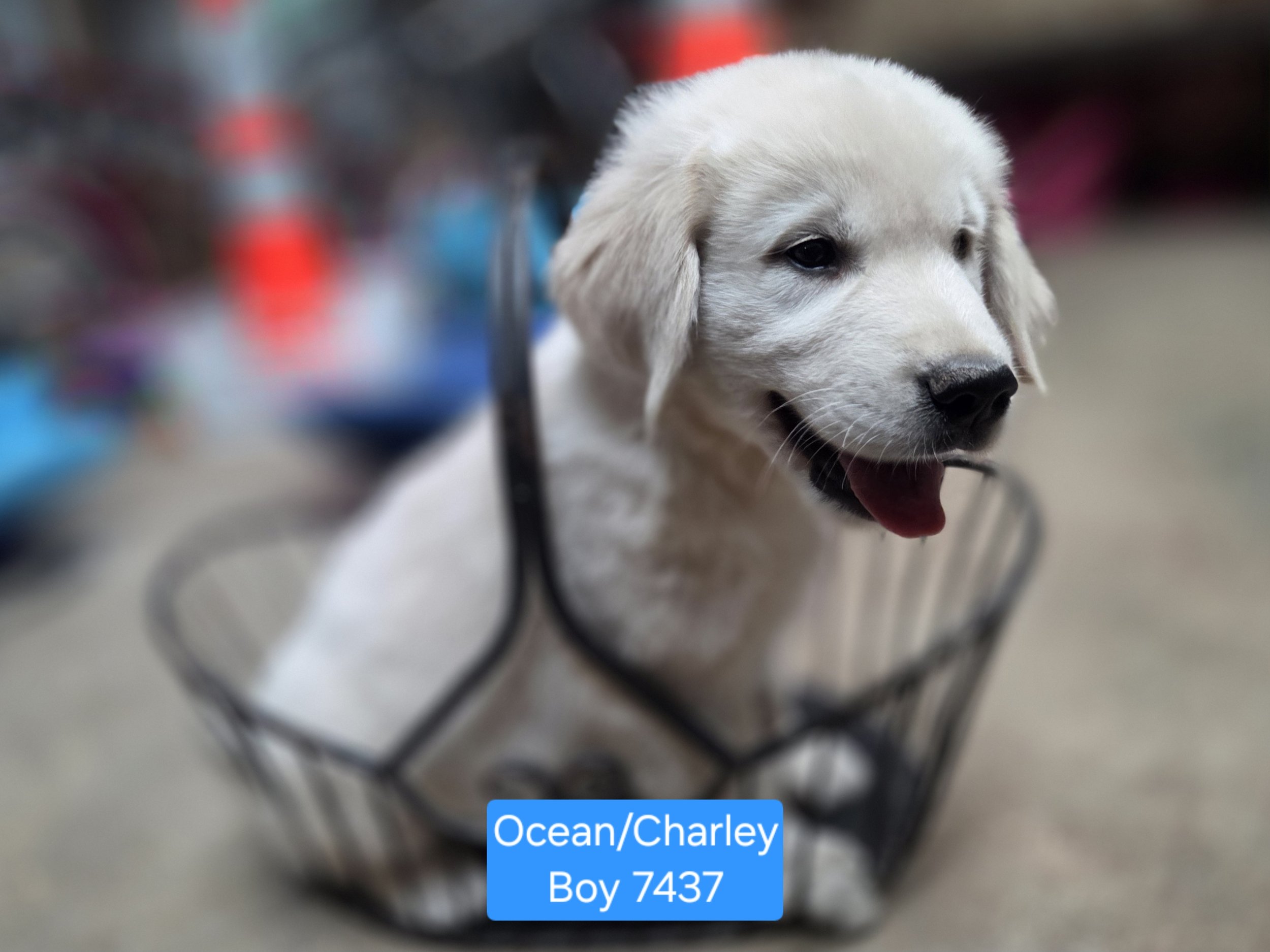 boy 7437.jpg