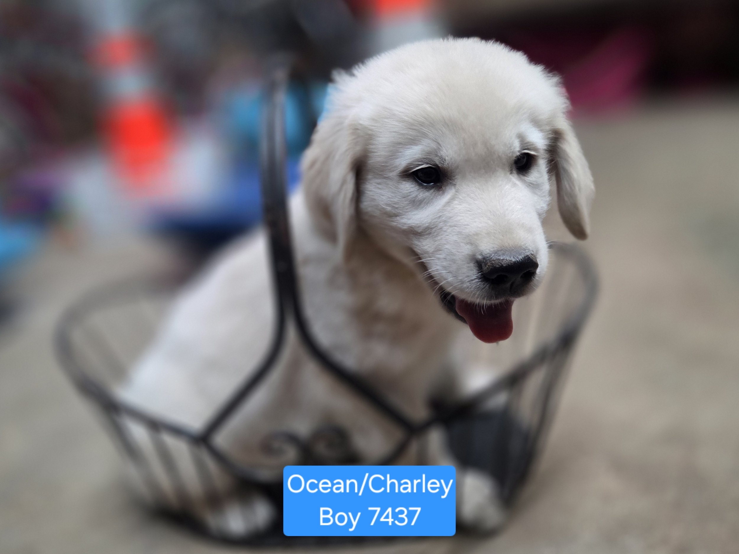 boy 7437b.jpg