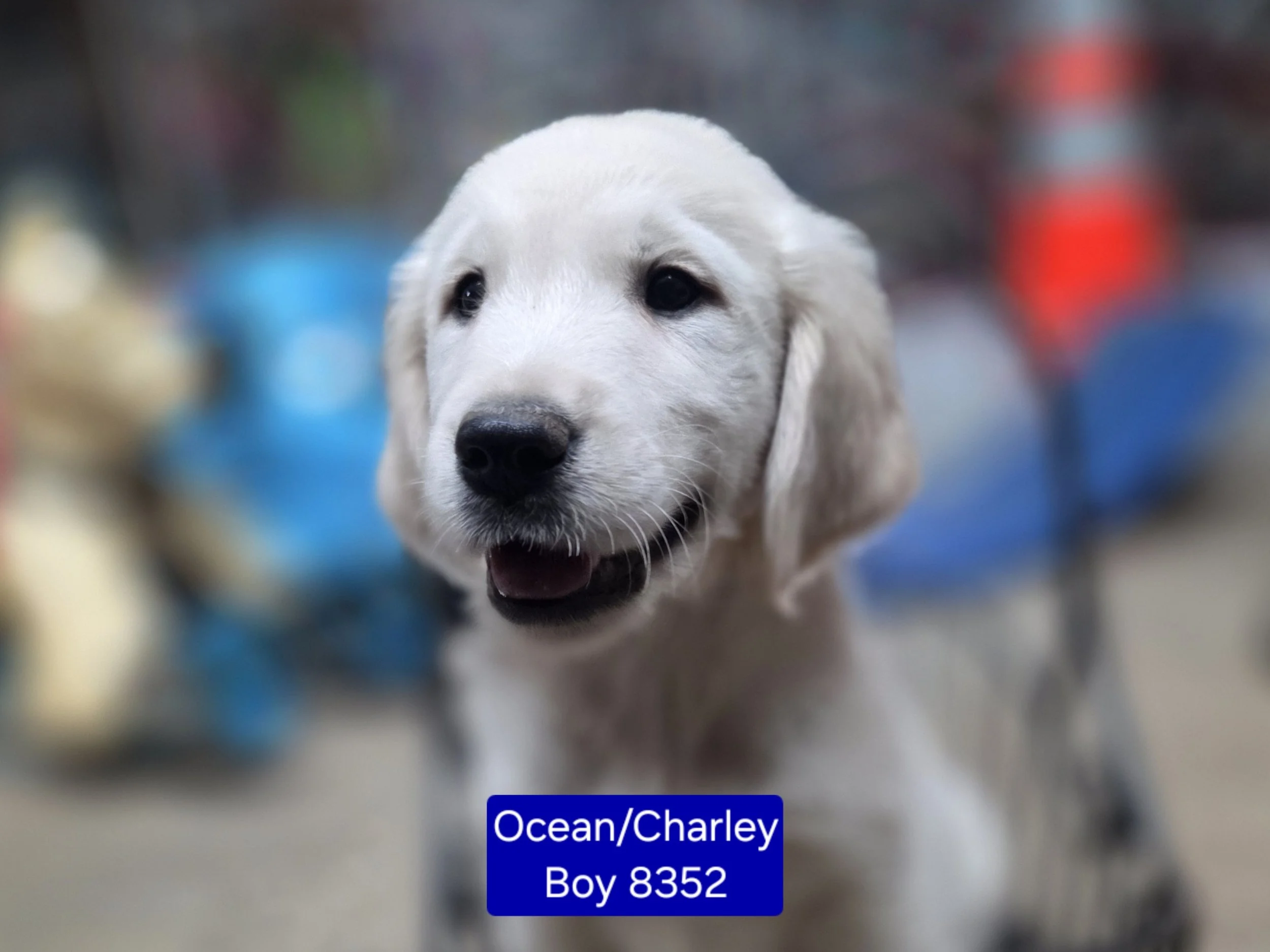boy 8552 b.jpg