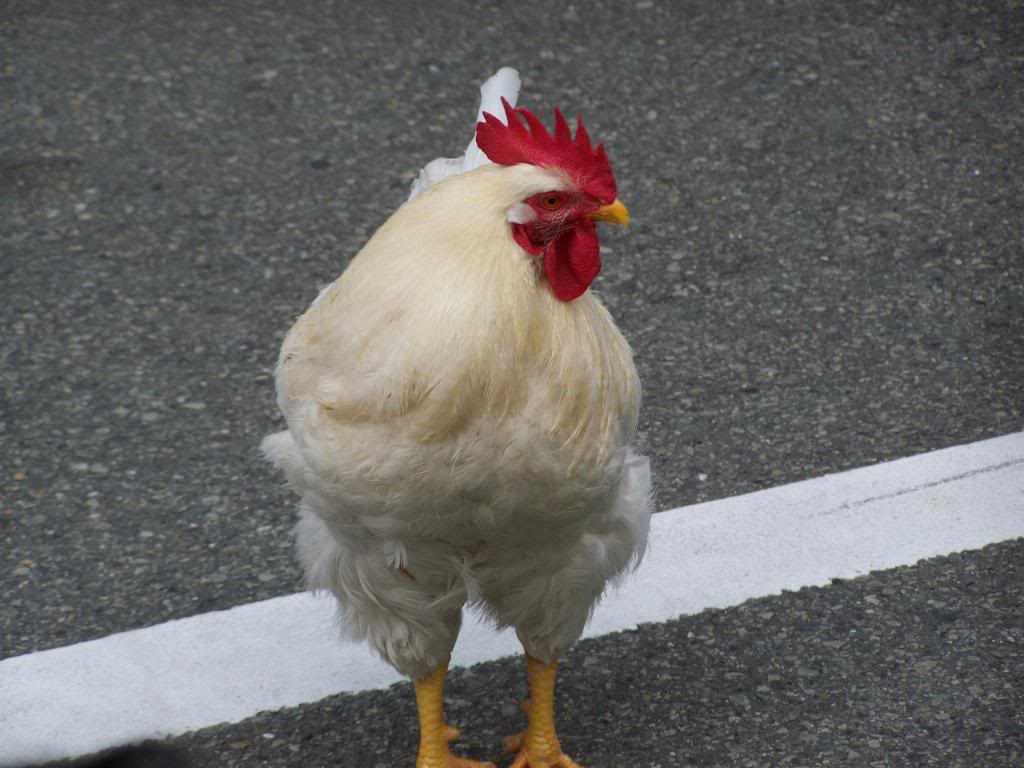 No idea why a live chicken was strutting around, unless this is the most amazing cosplay ever.