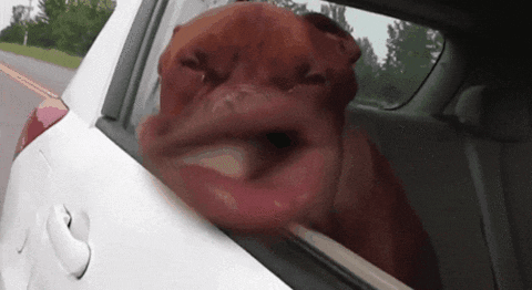 head out of window.gif