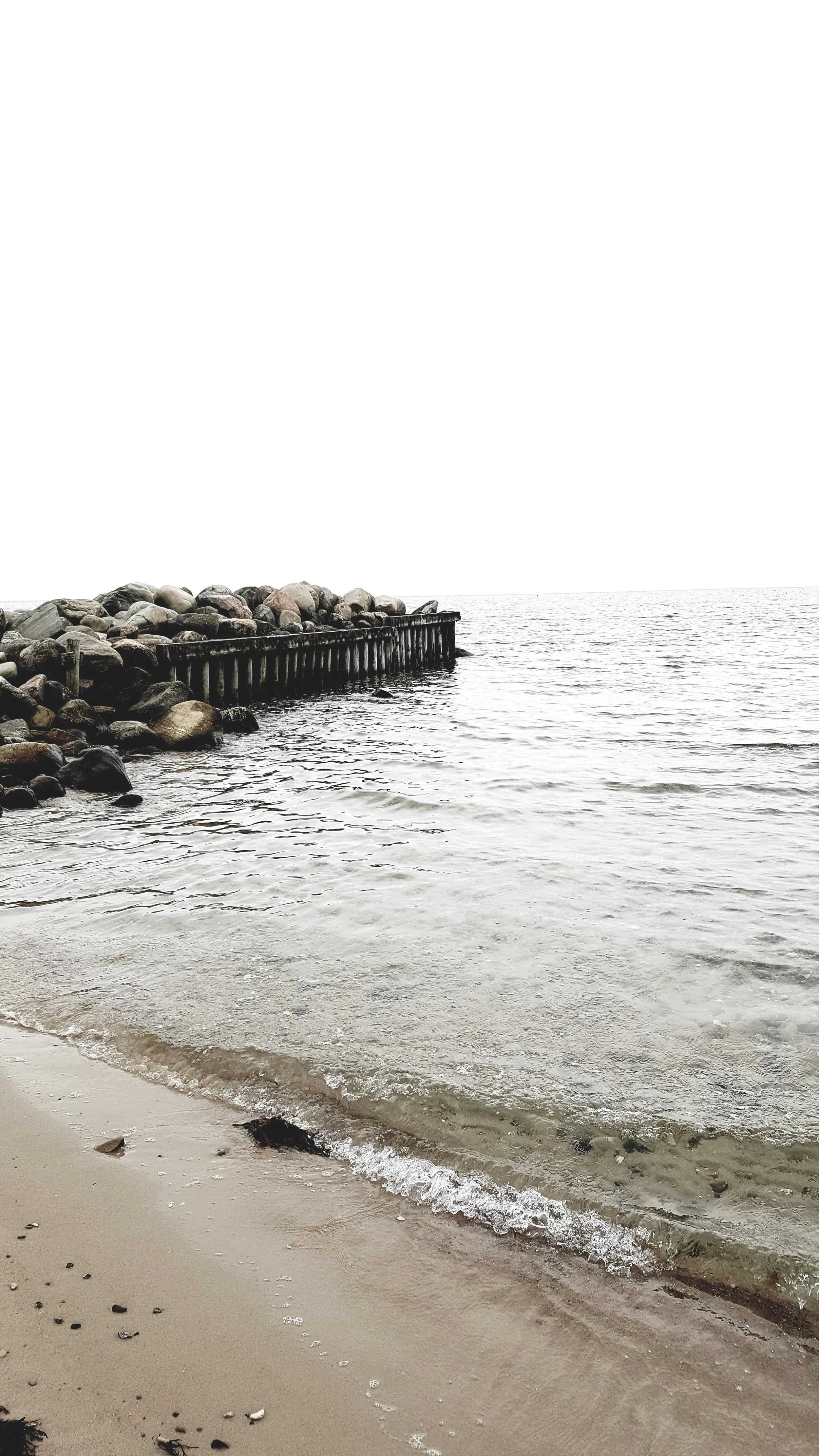 Saga looks out to sea.......