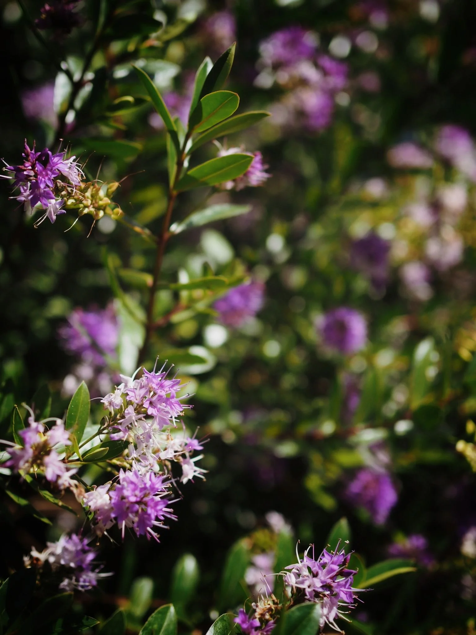 Garden.jpg