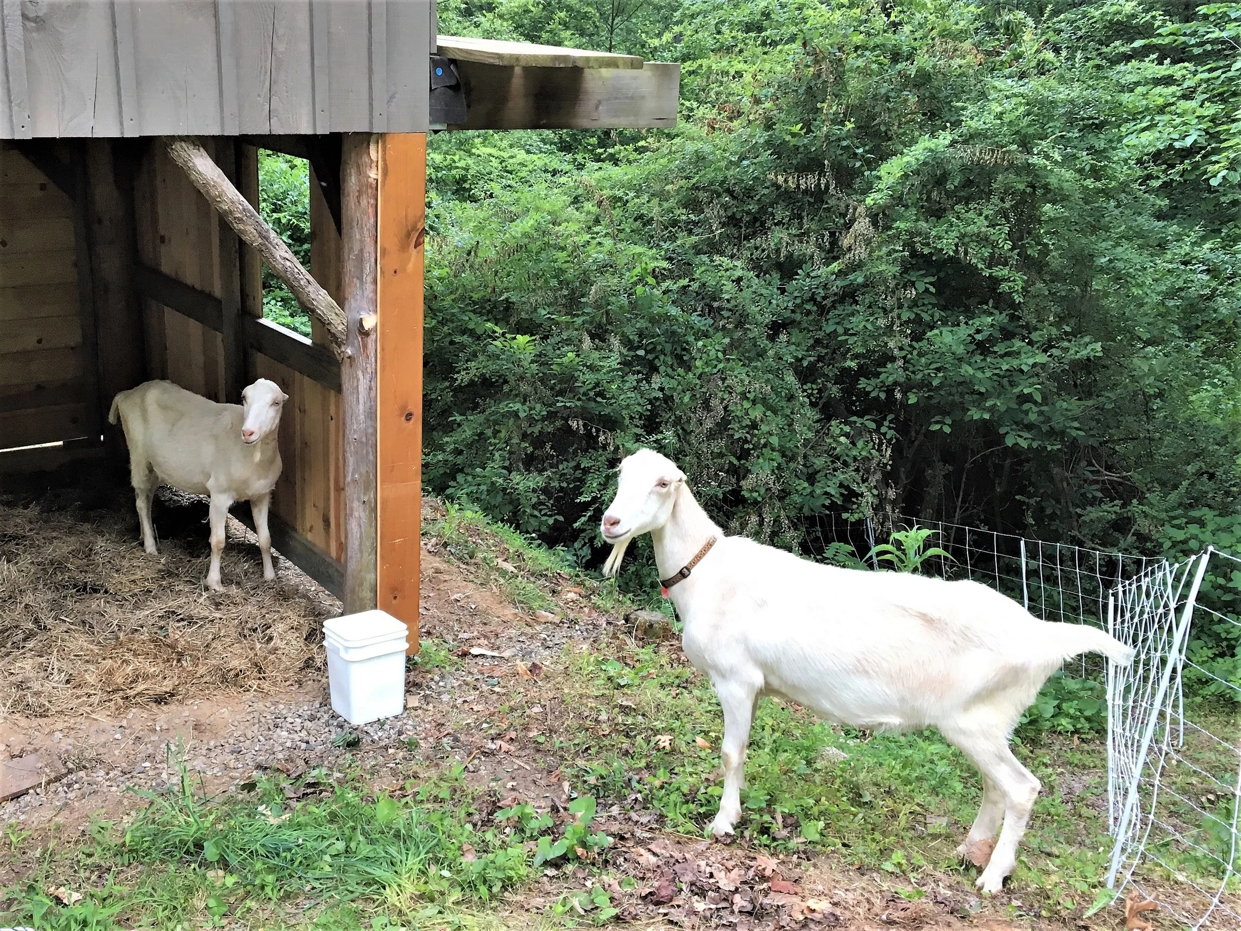 Goats and Rhubarb