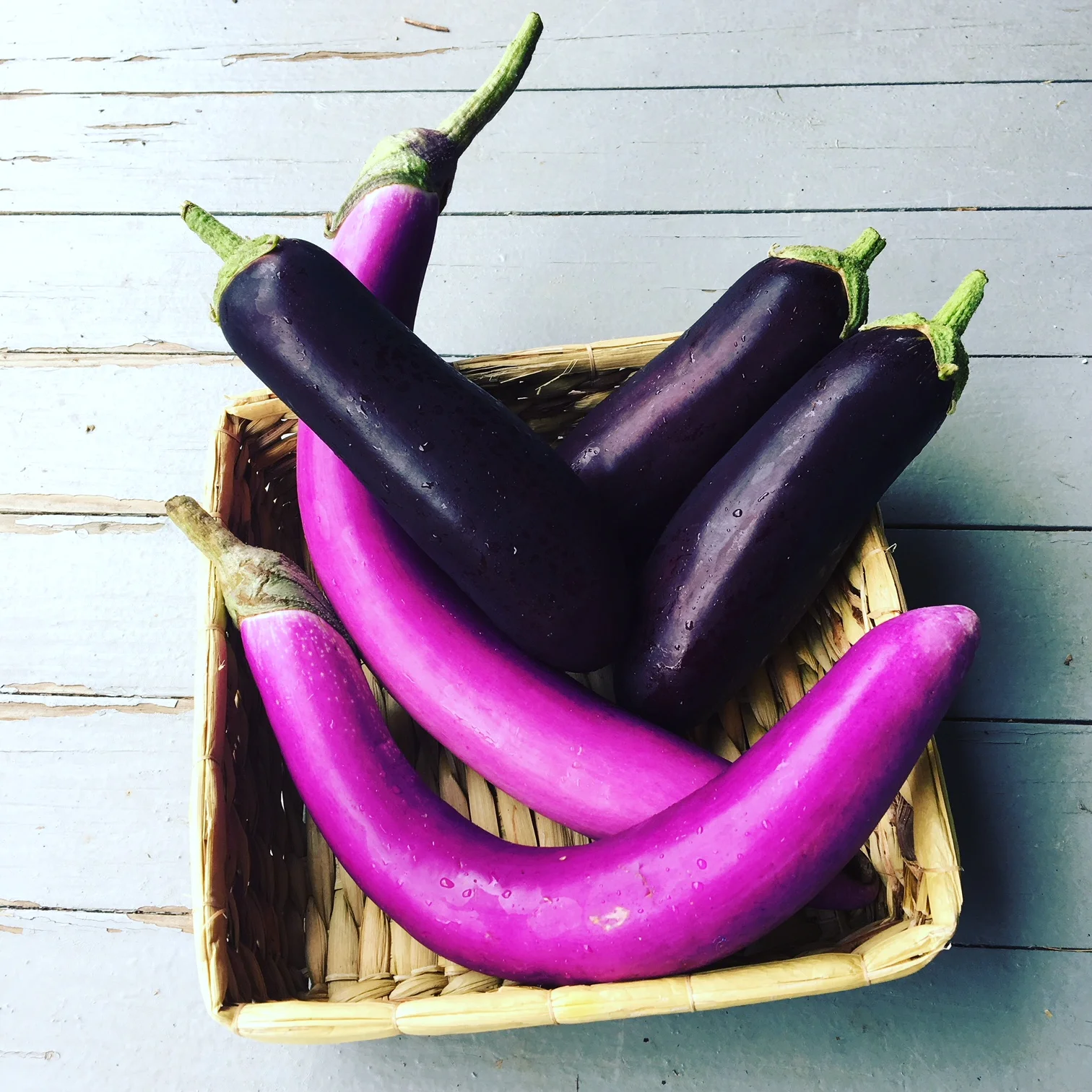 Eggplant Expertise