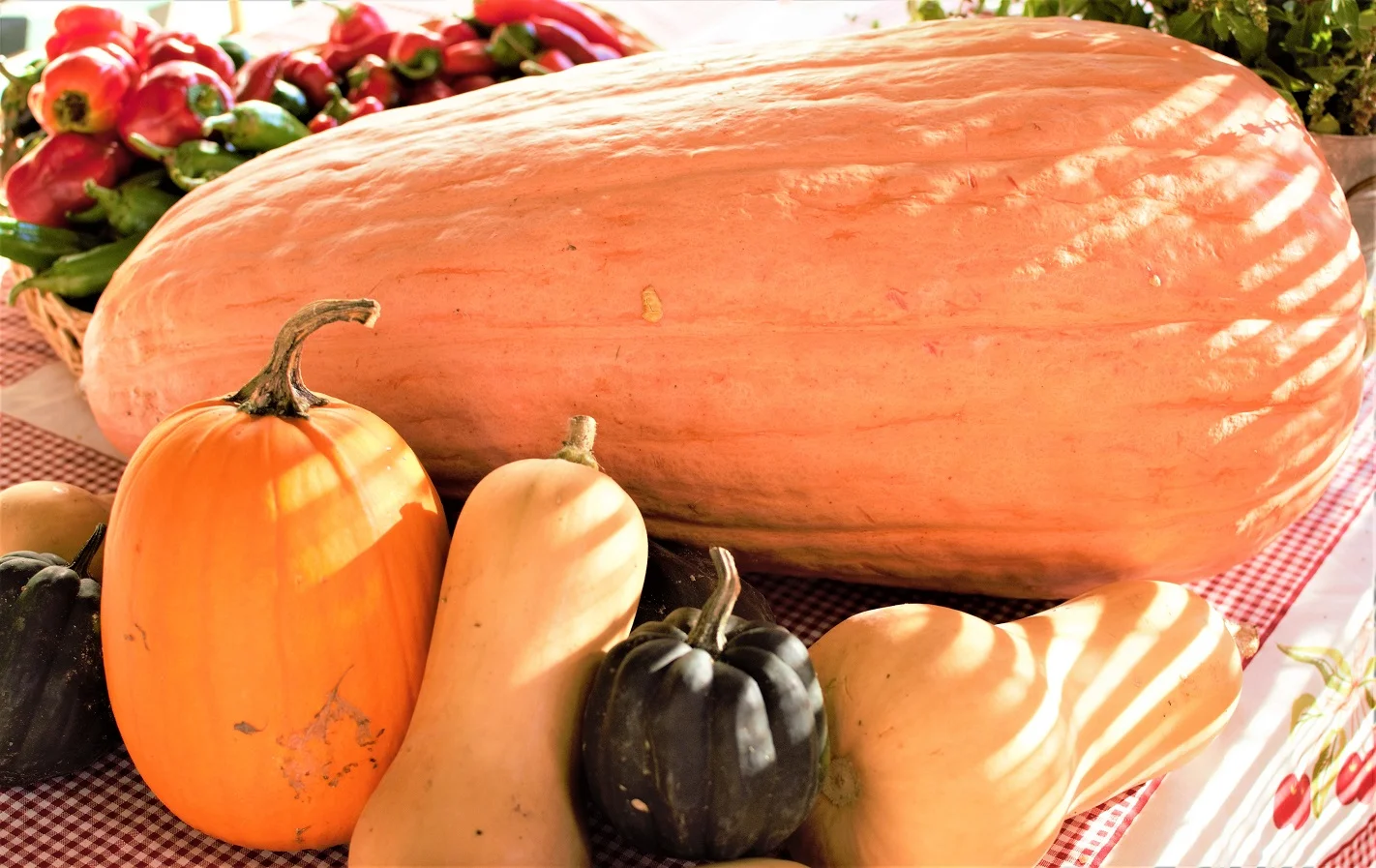 Winter Squash.jpg