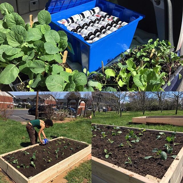 Our community is coming together in some amazing ways. Today @gaiaherbs donated 175 bottles of &ldquo;Quick Defense&rdquo; to Bountiful Cities to distribute and Burton Street Community Garden donated seedlings to plant in new garden beds at Hillcrest