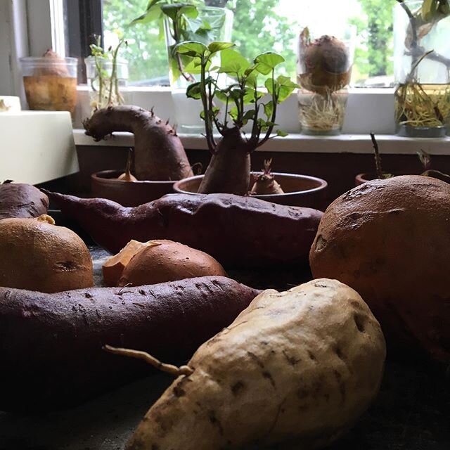 Baking some of last summers sweet potatoes while the sprouts for this summer unfurl on the window sill.  My goal is year round sweet potatoes! All three of these varieties came from friends over the years. 
Painters came from @lusciousgreen, Nancy Ha