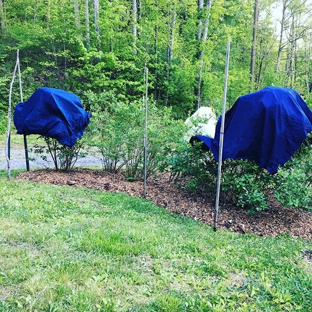 We covered our favorite blueberry plants and crossed our fingers that the plums, apples, cherries, mulberries, blackberries, paw paws, and raspberries survive tonight. #latefrost