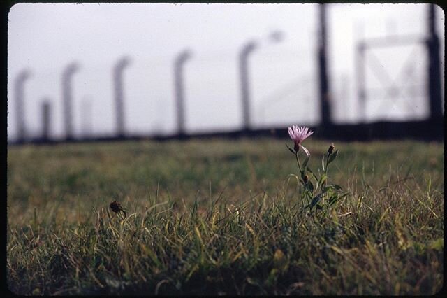 75 years ago today, Soviet troops liberated Auschwitz. While many Jews and other prisoners suffered until May 8th, we must stop and remember this day, the day that the greatest evil created by man ended. We must never forget. Never again. #auschwitz 