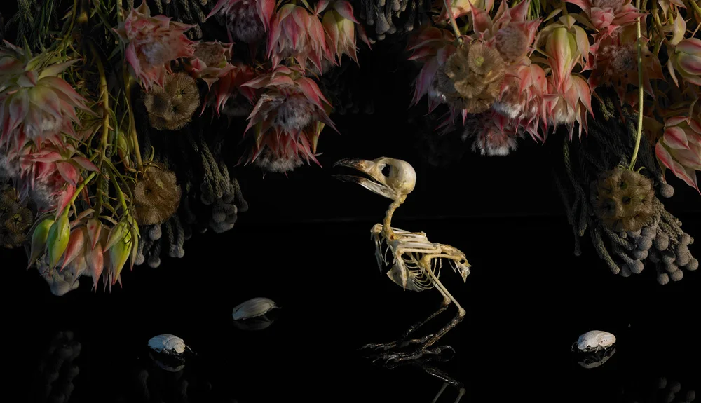 2016_06_Ana_test_birds&bugs29910.jpg