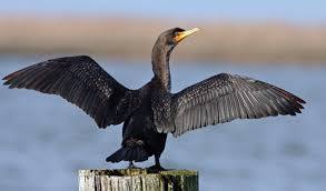 Cormorant drying (stock pix).jpg