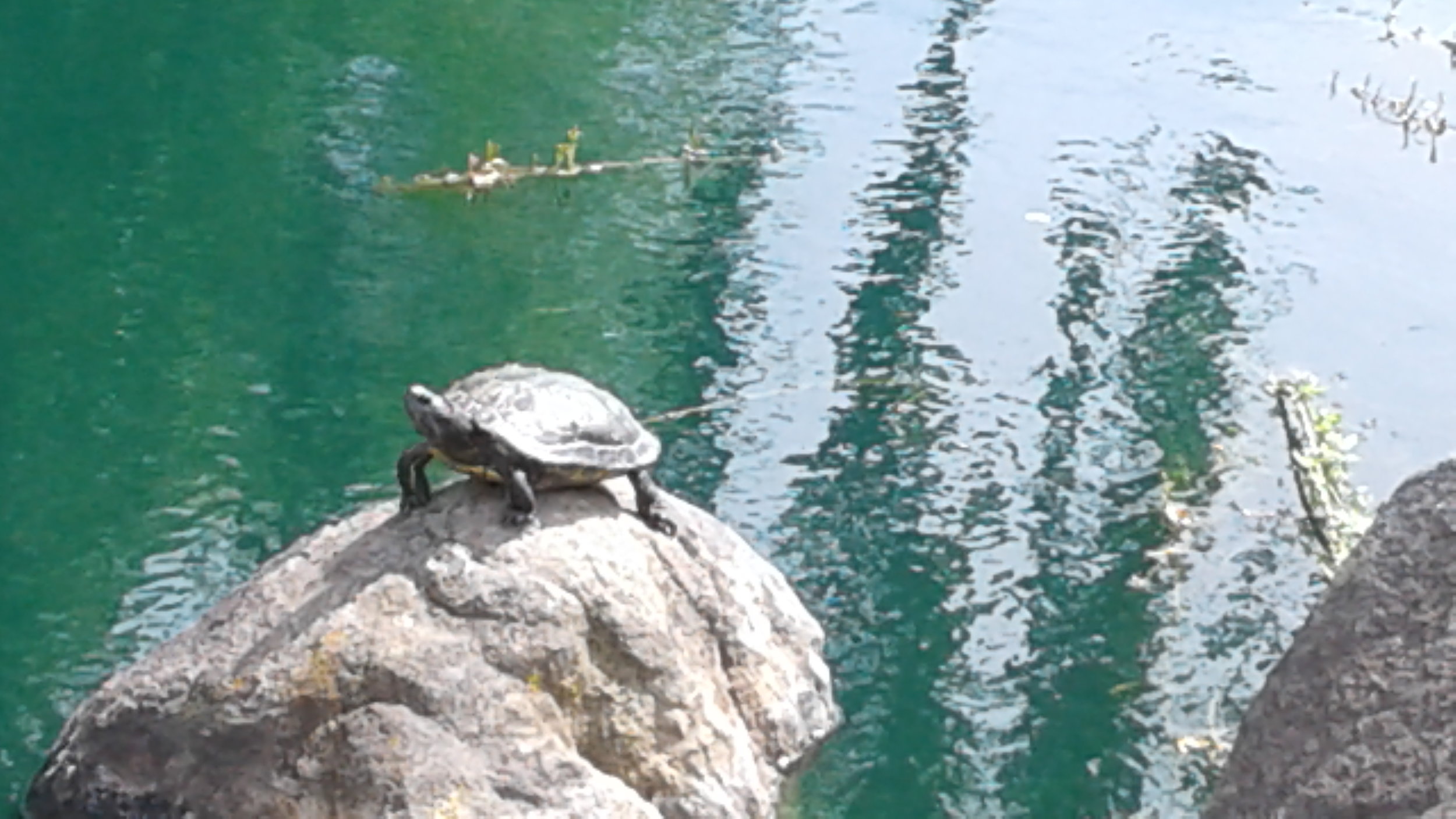 Turtle on big rock (close up) copy.jpg