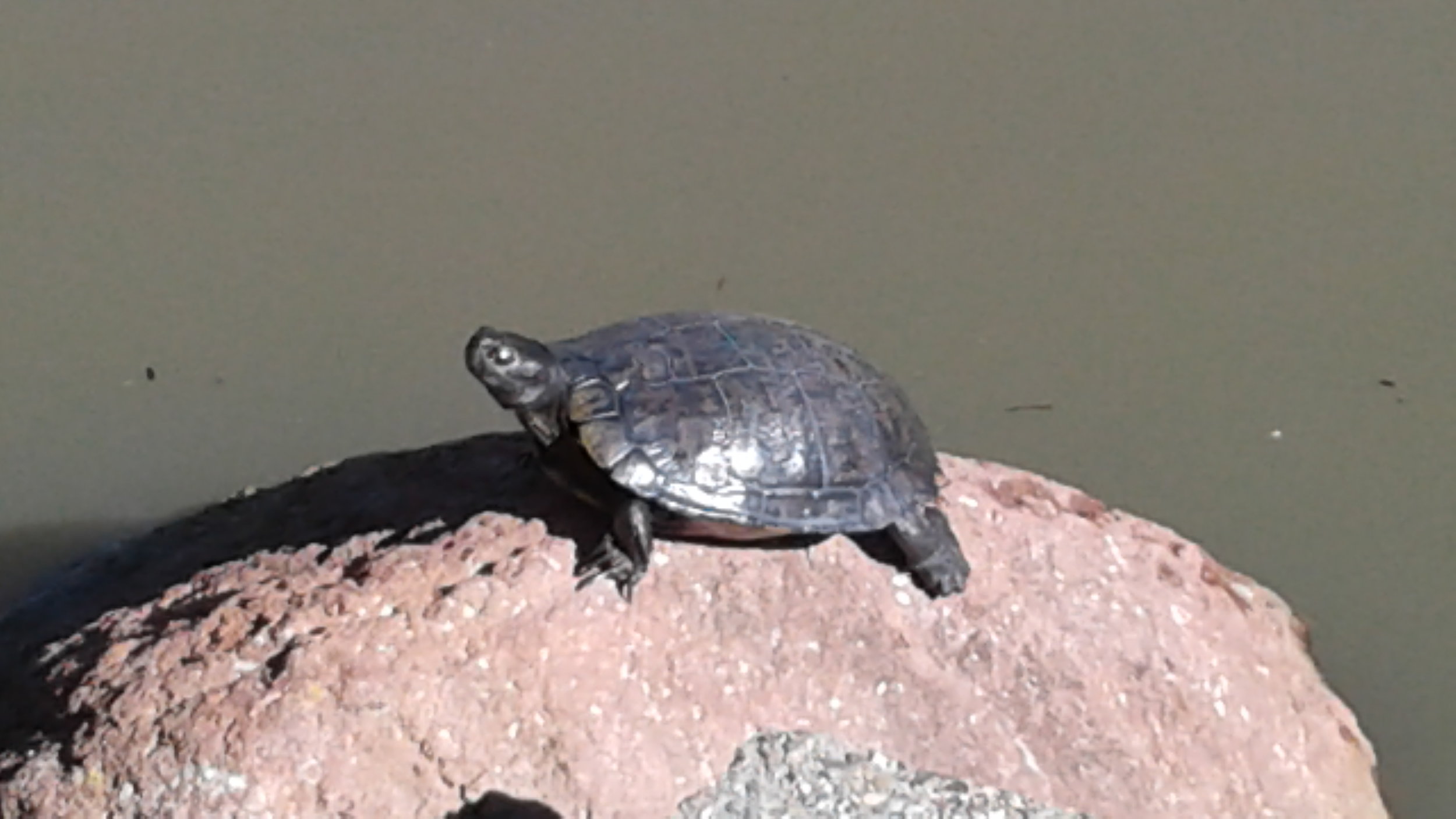 Turtle on a rock.jpg