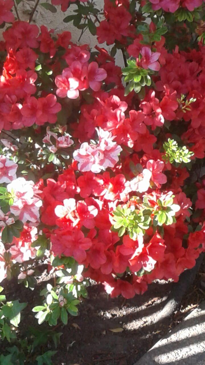 Red flower blossoms.jpeg