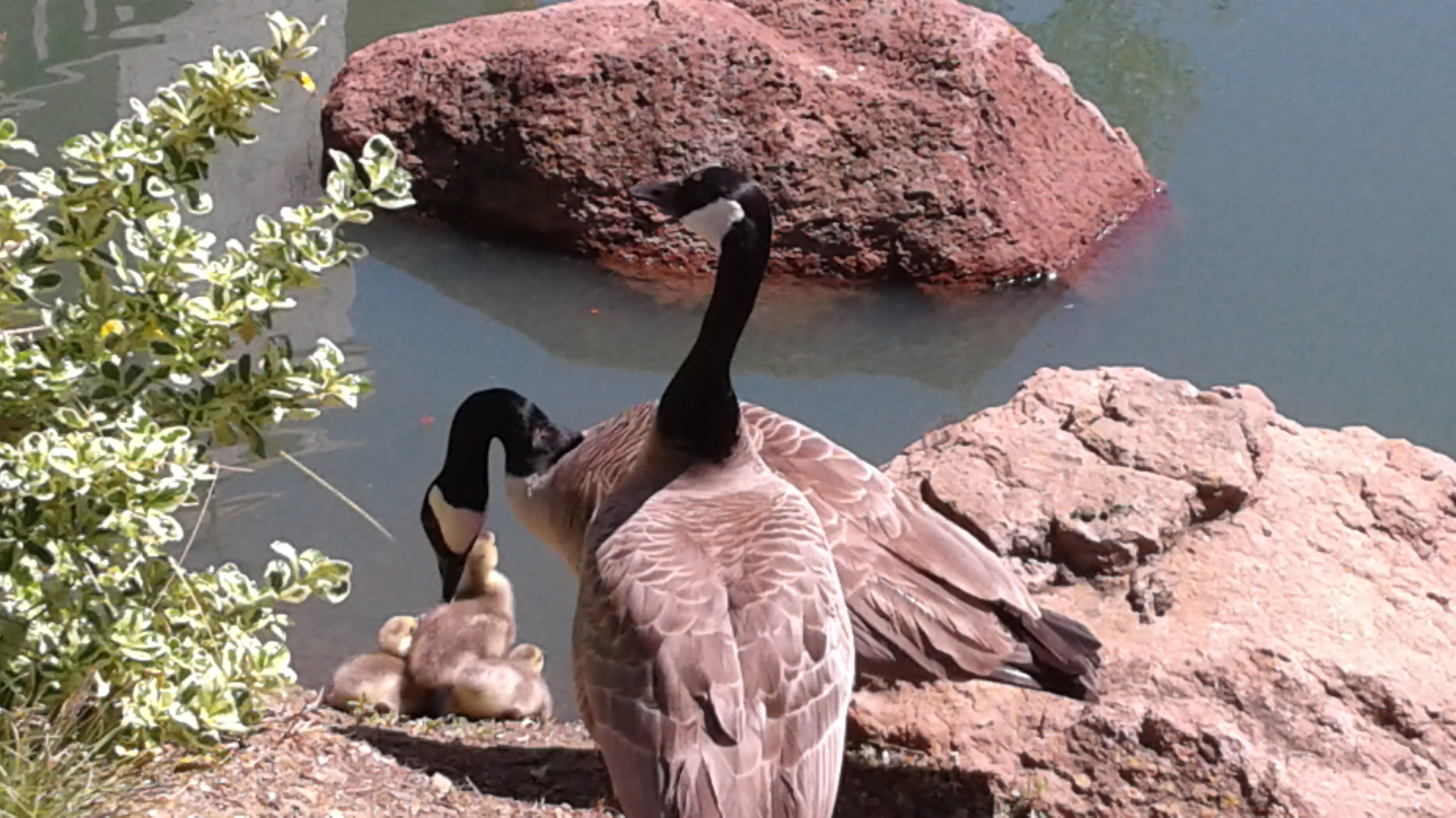 Geese & Gosling in Lake RH1.jpg