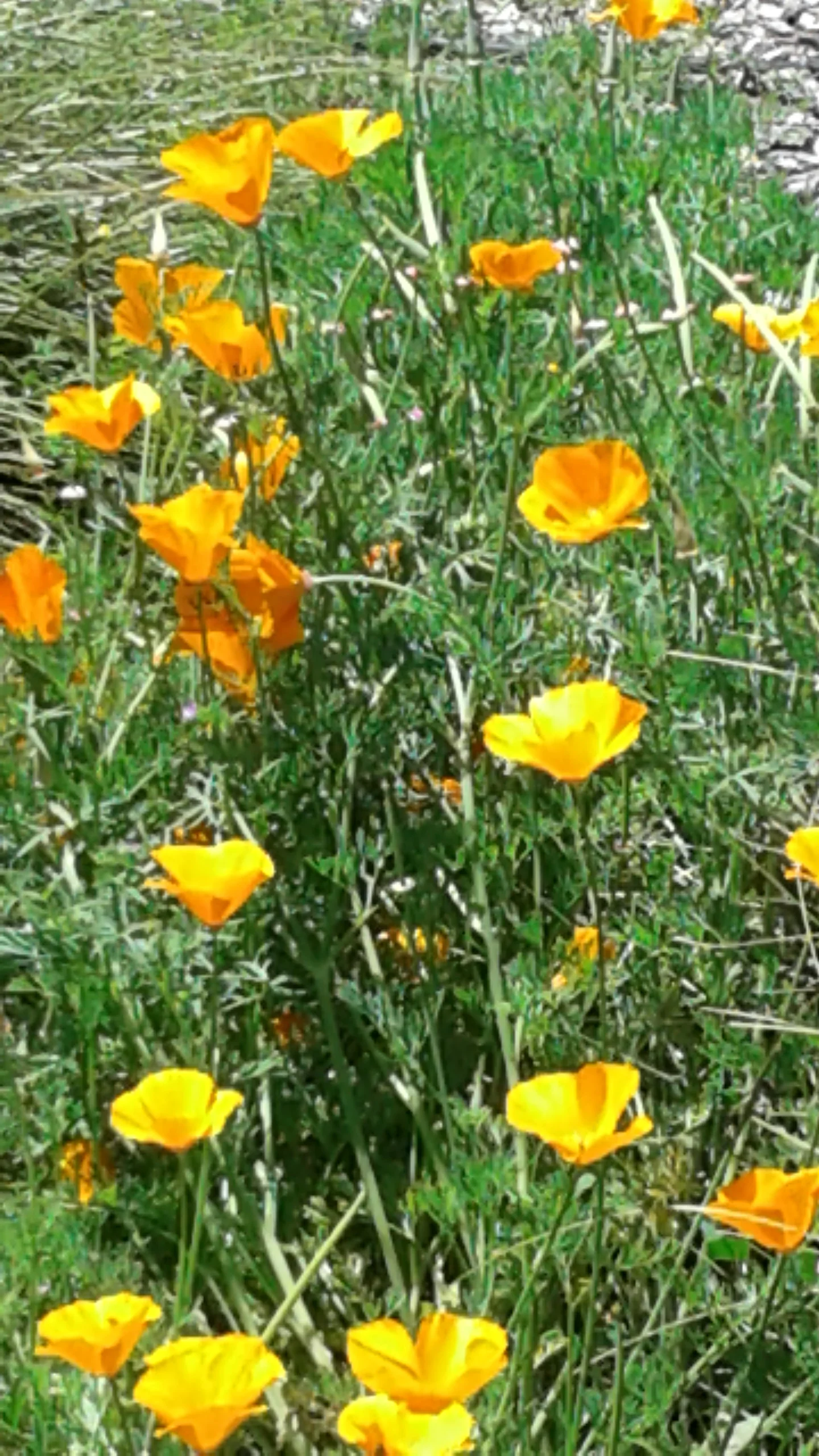 Poppies in the field 1.jpg