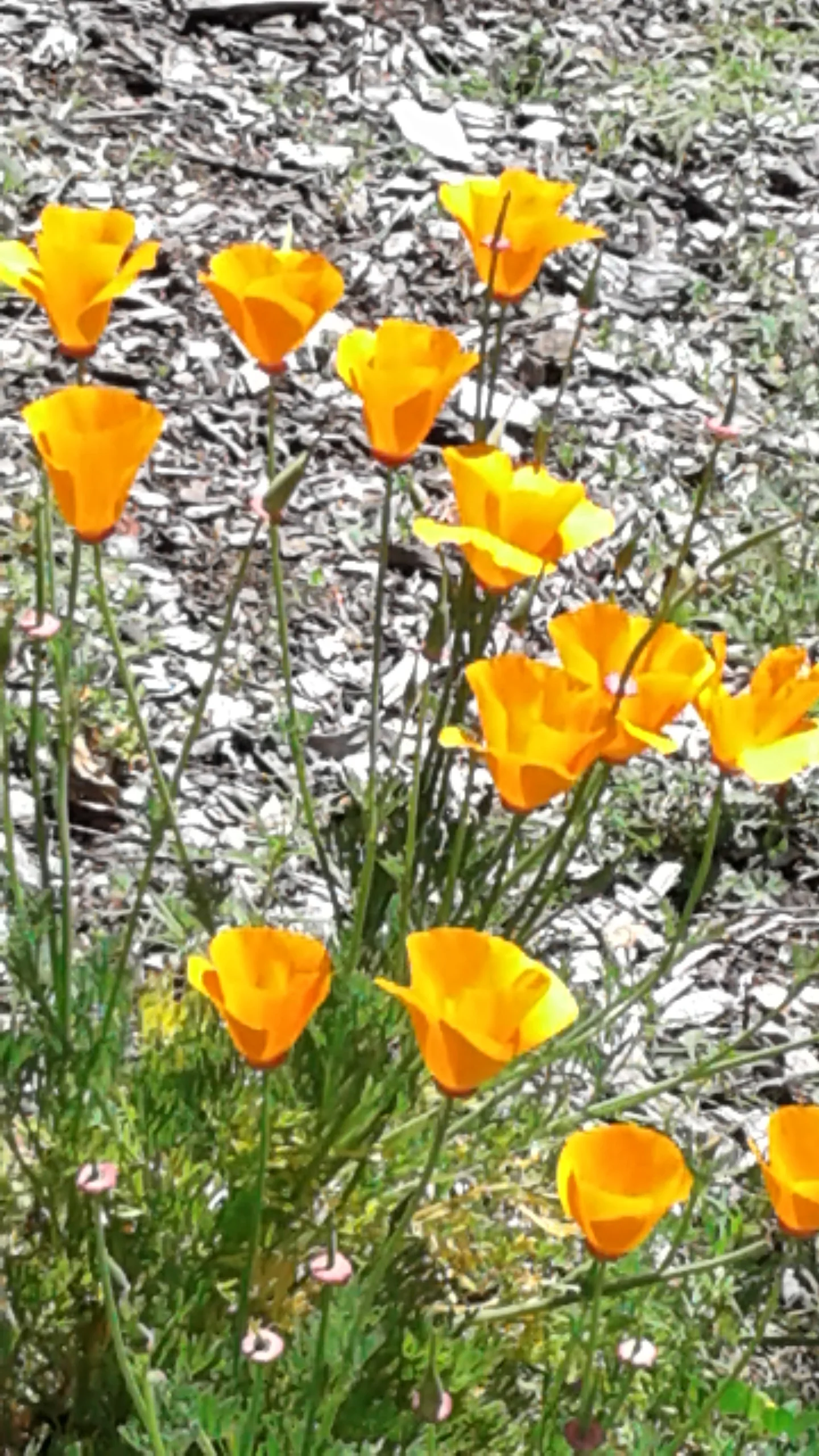 Poppies in the field 2.jpg