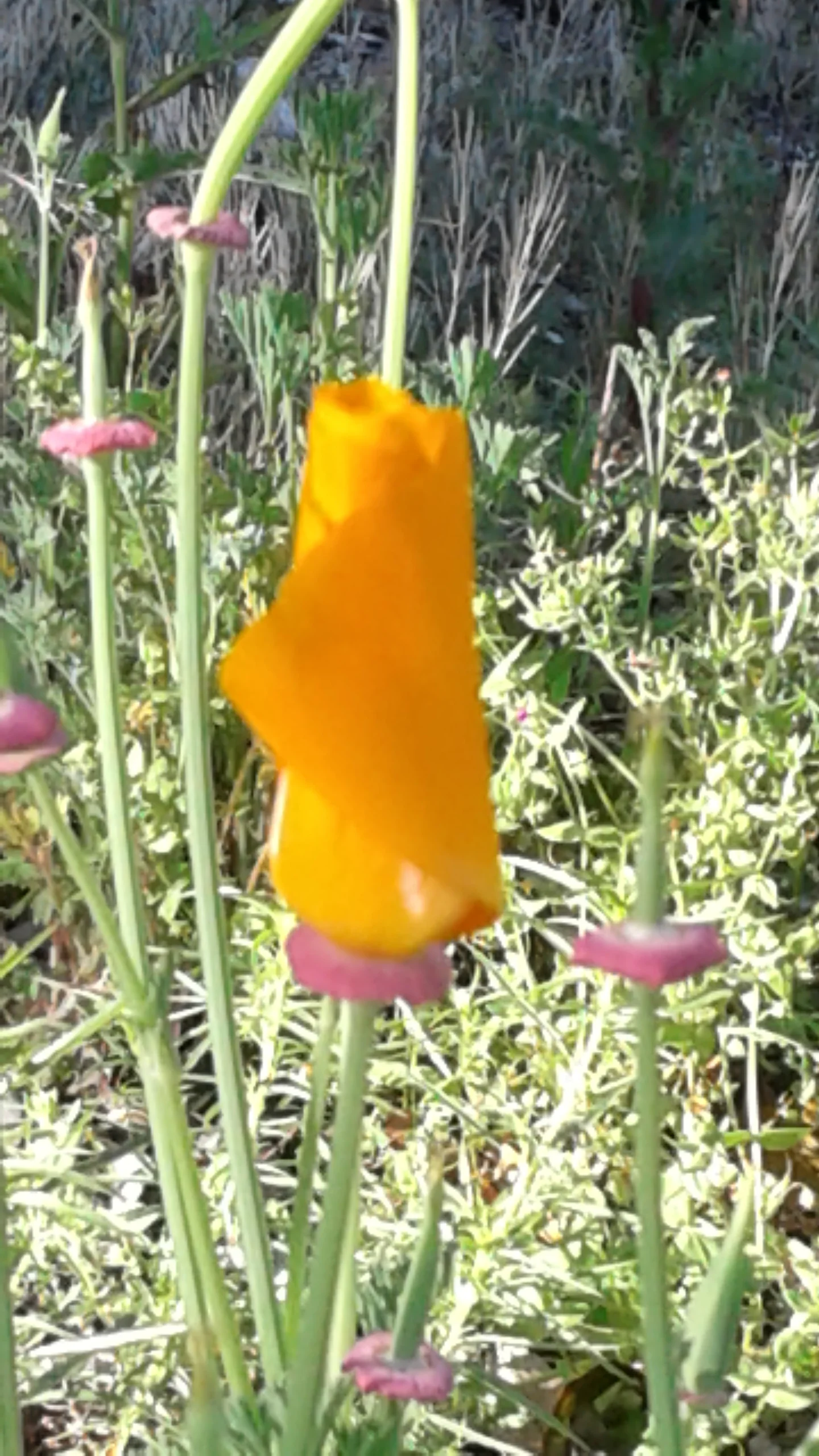 One Closed poppy.jpg