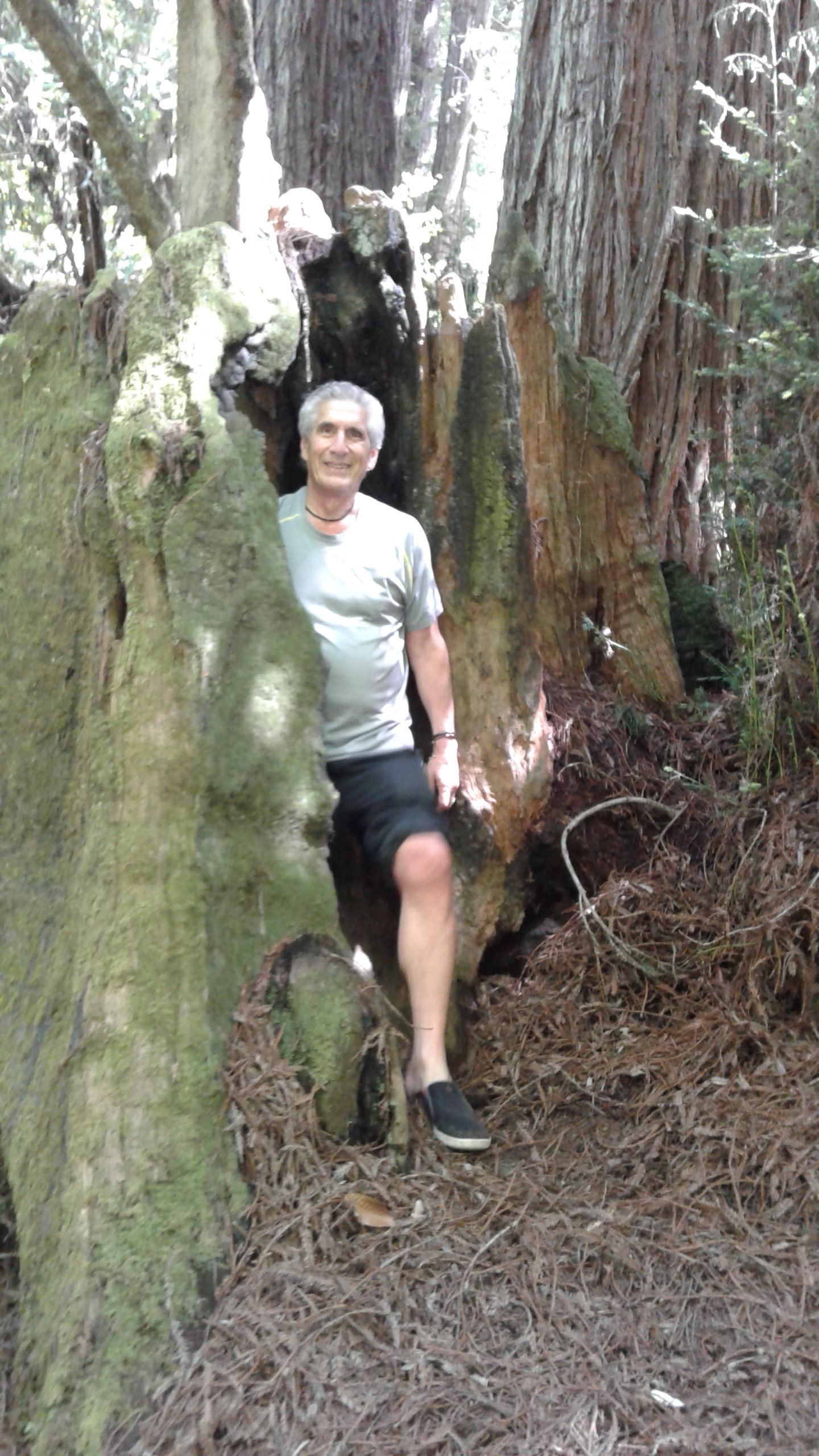 Standing in cave of a tree trunk.jpg ***.jpg