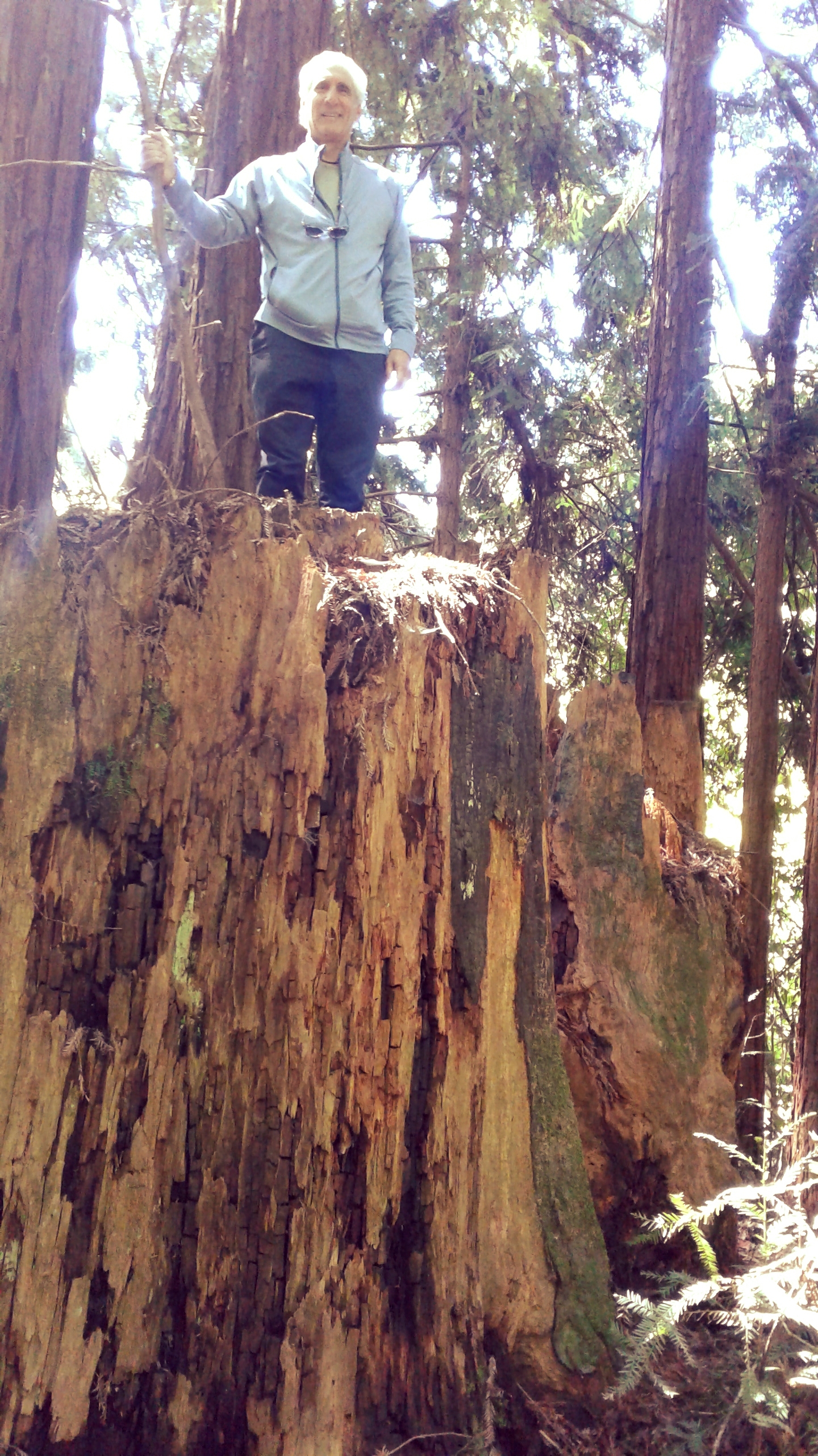 Dennis on Top of The Tree Trunk.jpg