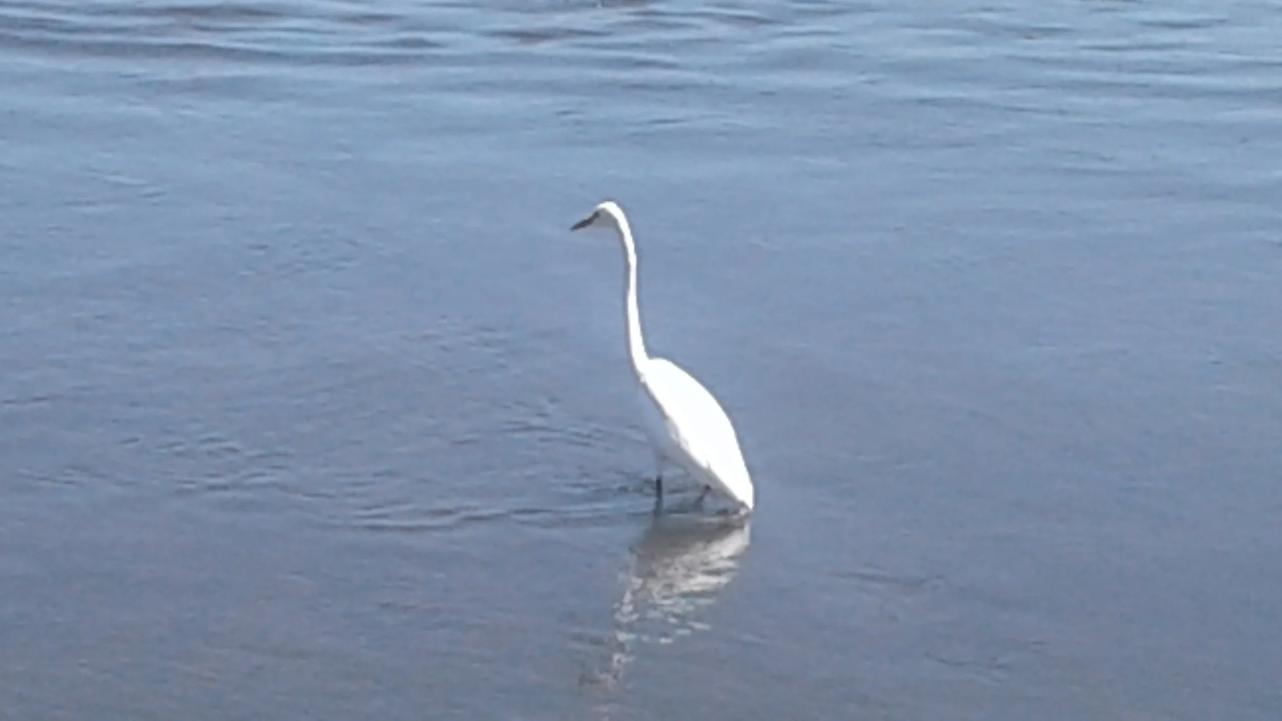 Egret 1 Shoreline.jpg