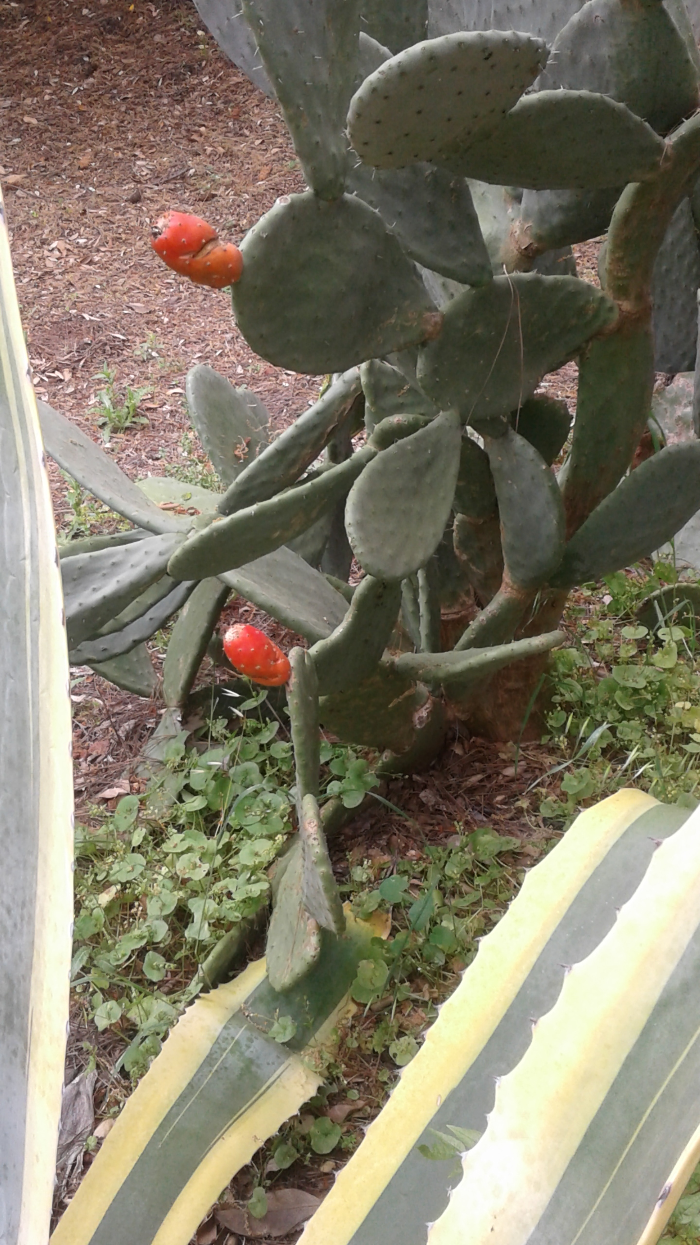 Cactus with red fruit 2.jpg 2.jpg
