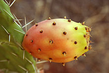 Cactus fruit (yellow) 9.jpg