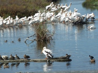 Pelicans at Baylands Nature PreserveP1030154.jpeg