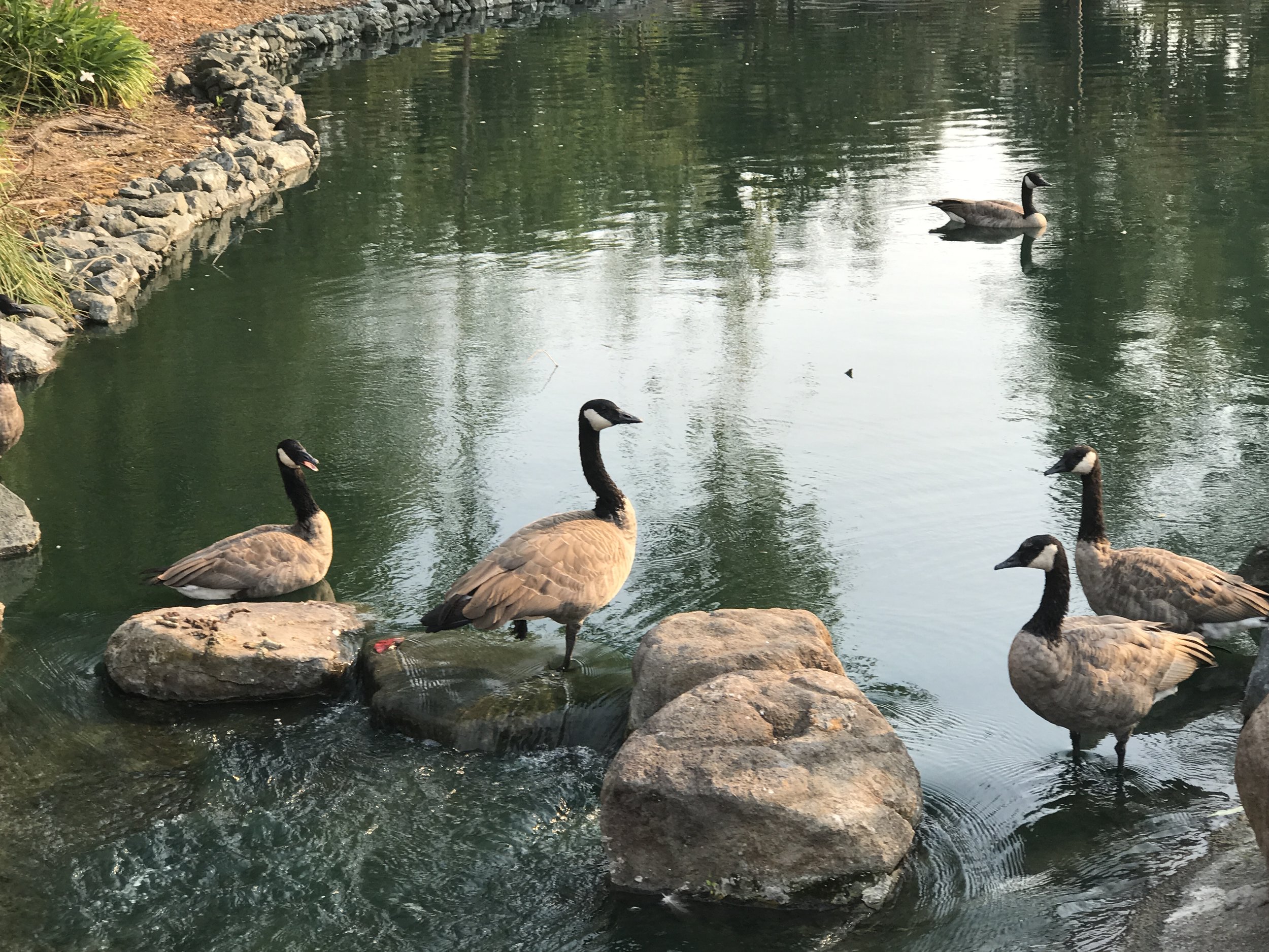 Geese in Cascading Pond RH IMG_1412.JPG