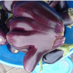 Hitch hikers thumb eggplant.png*.png