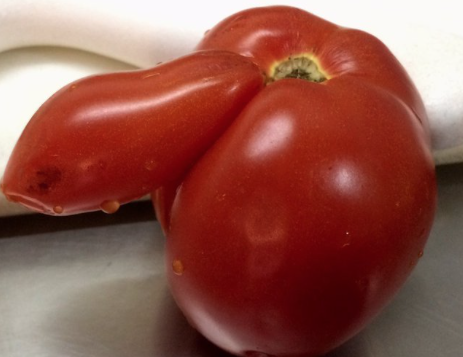 BIg Nosed Tomato*.png