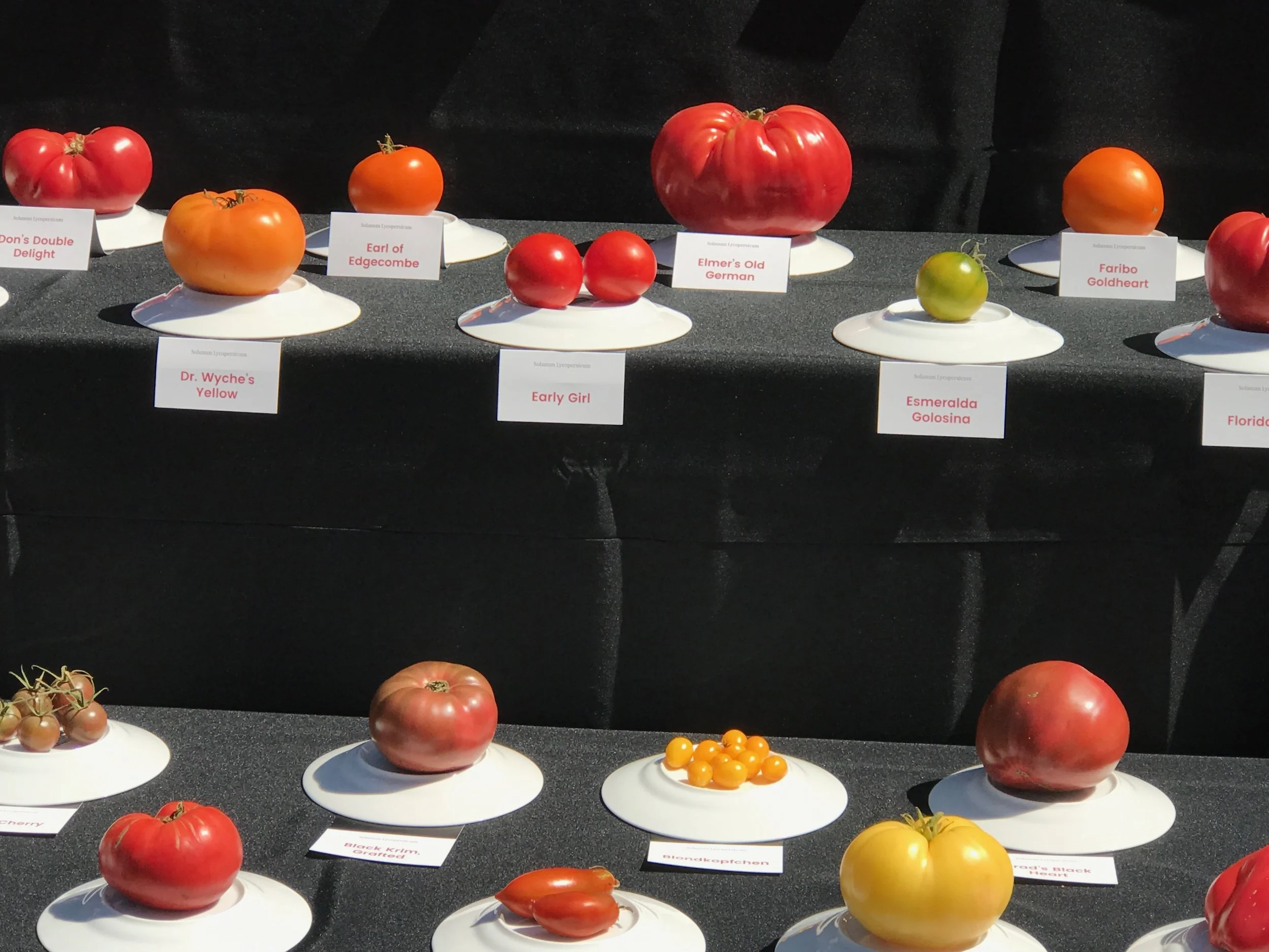 Tomato Display IMG_1835.jpg