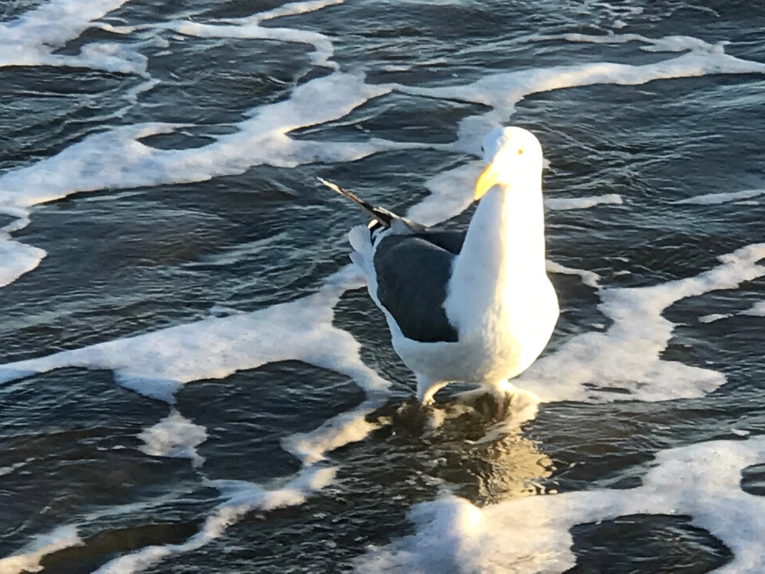 Seagul solo IMG_2143.jpg*.jpg