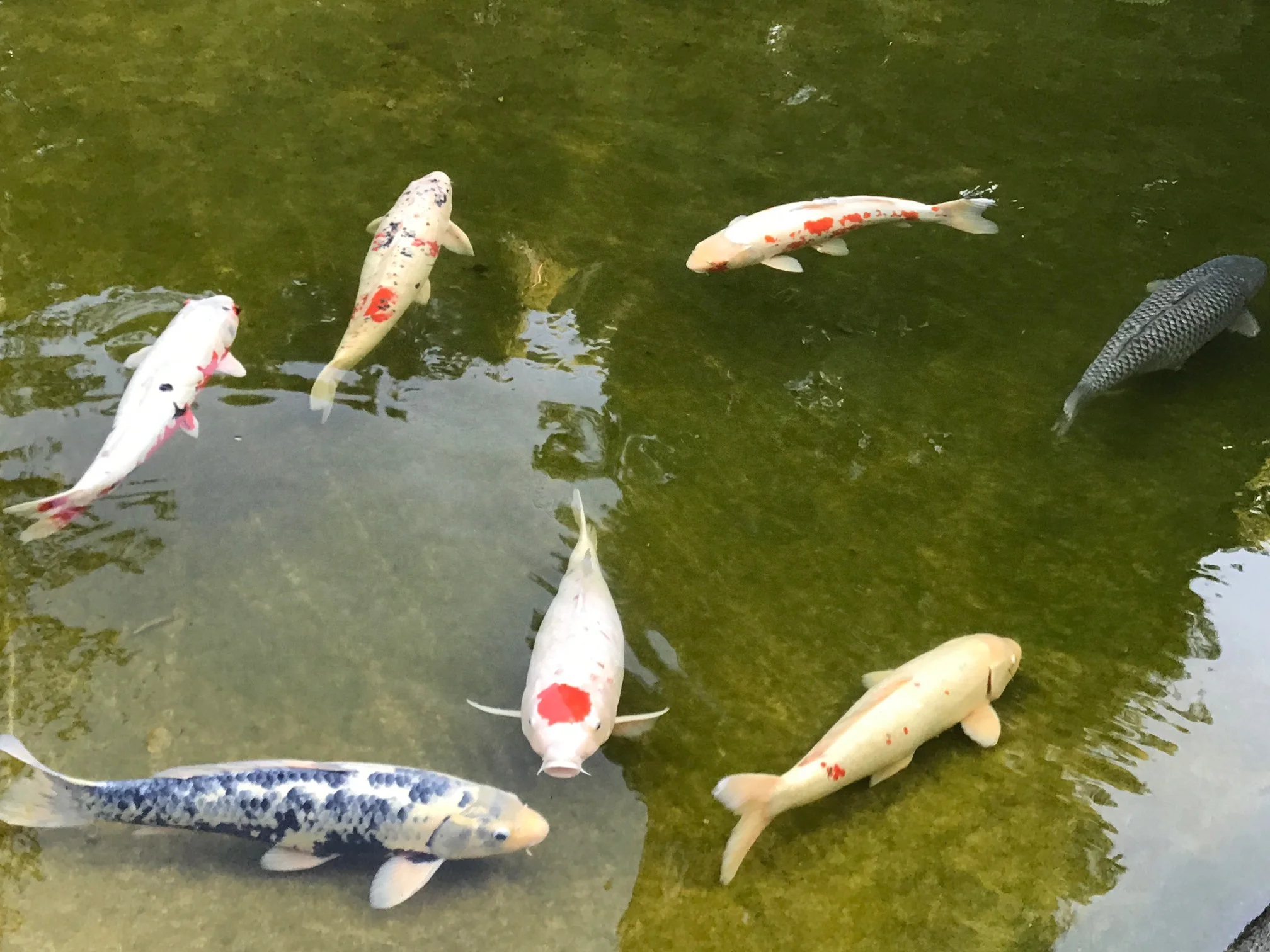 Koi (7) in the pond IMG_1929.JPG*.JPG