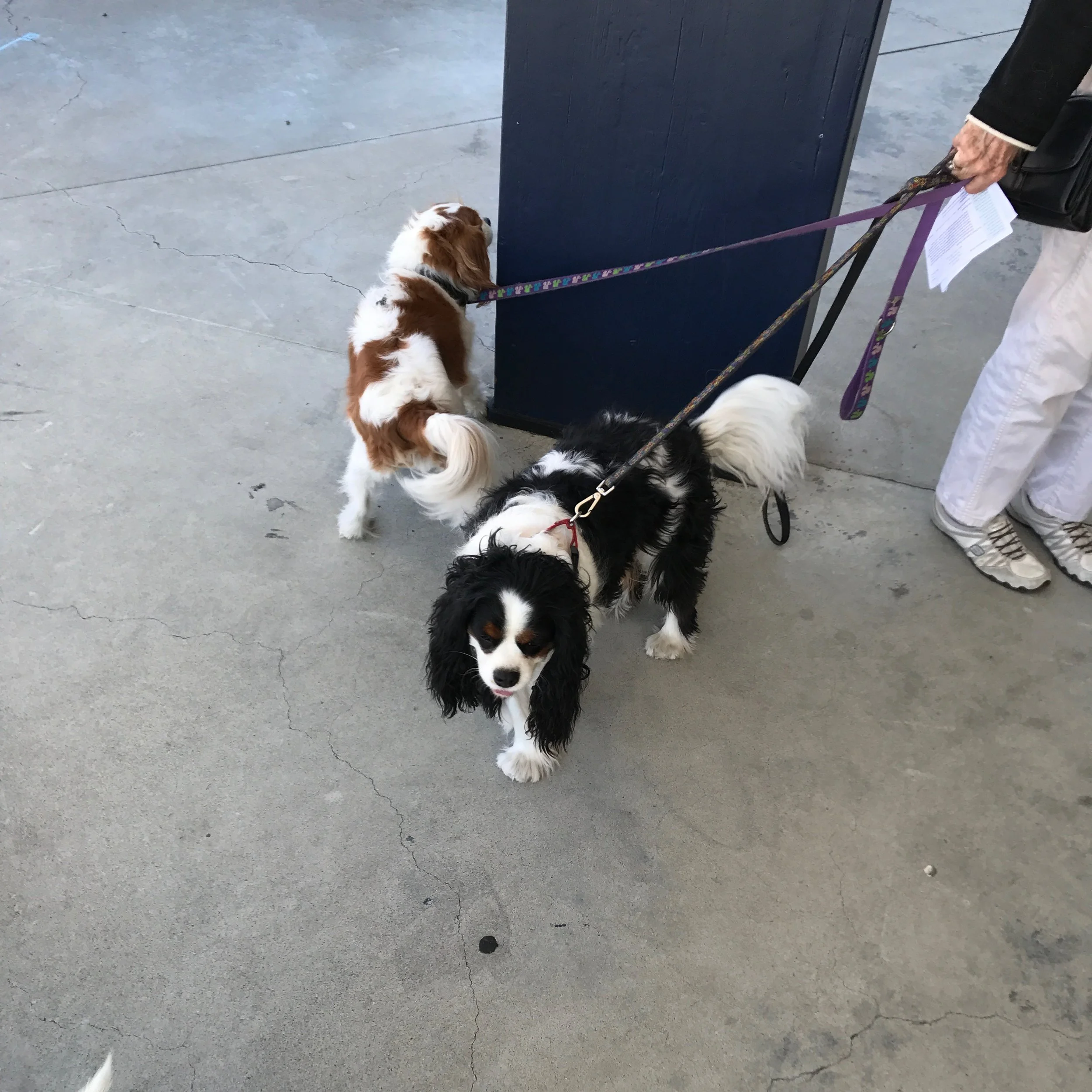 Dogs 7 & 8 spaniels IMG_2353.jpg*.jpg