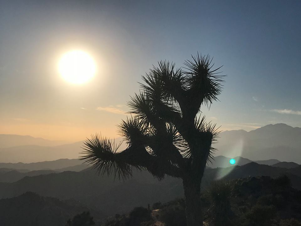 A Joshua Tree w Moonlike sun.jpg