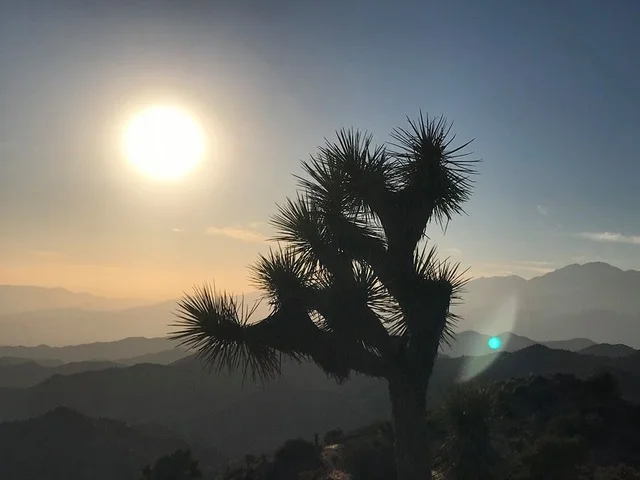 A Joshua Tree w Moonlike sun.jpeg