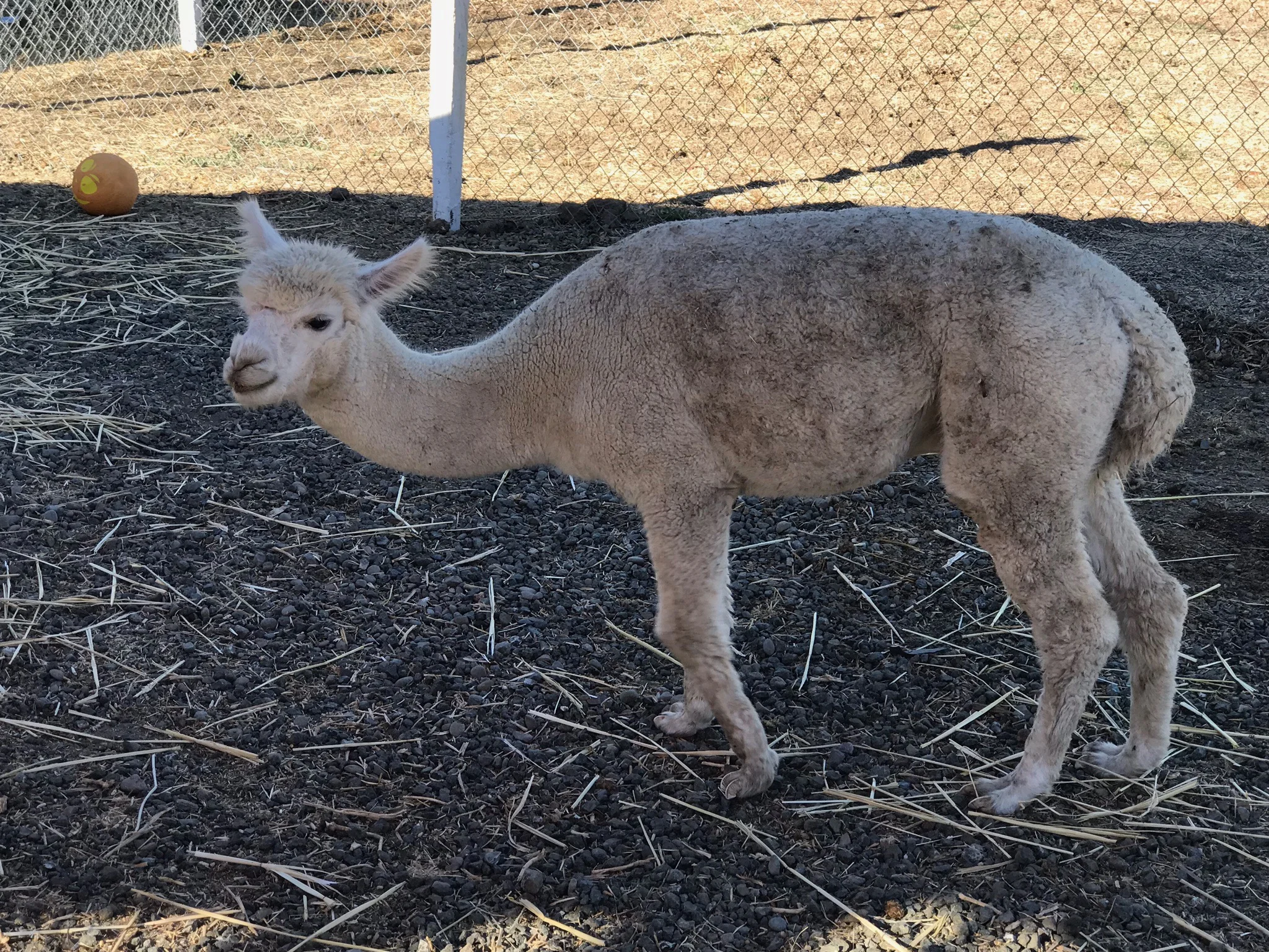 Llama 1IMG_2887.jpg*.jpg