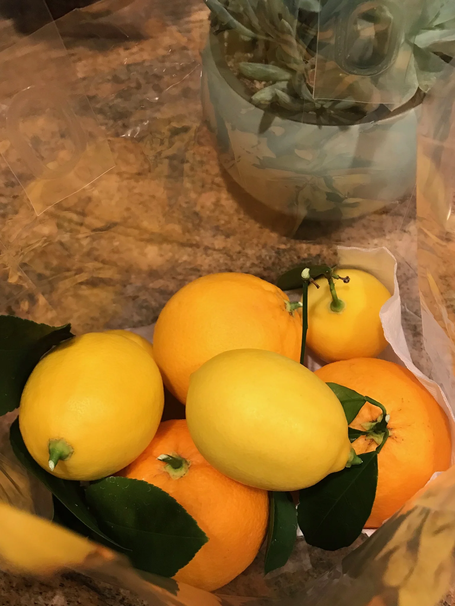 Lemons and Oranges.jpg